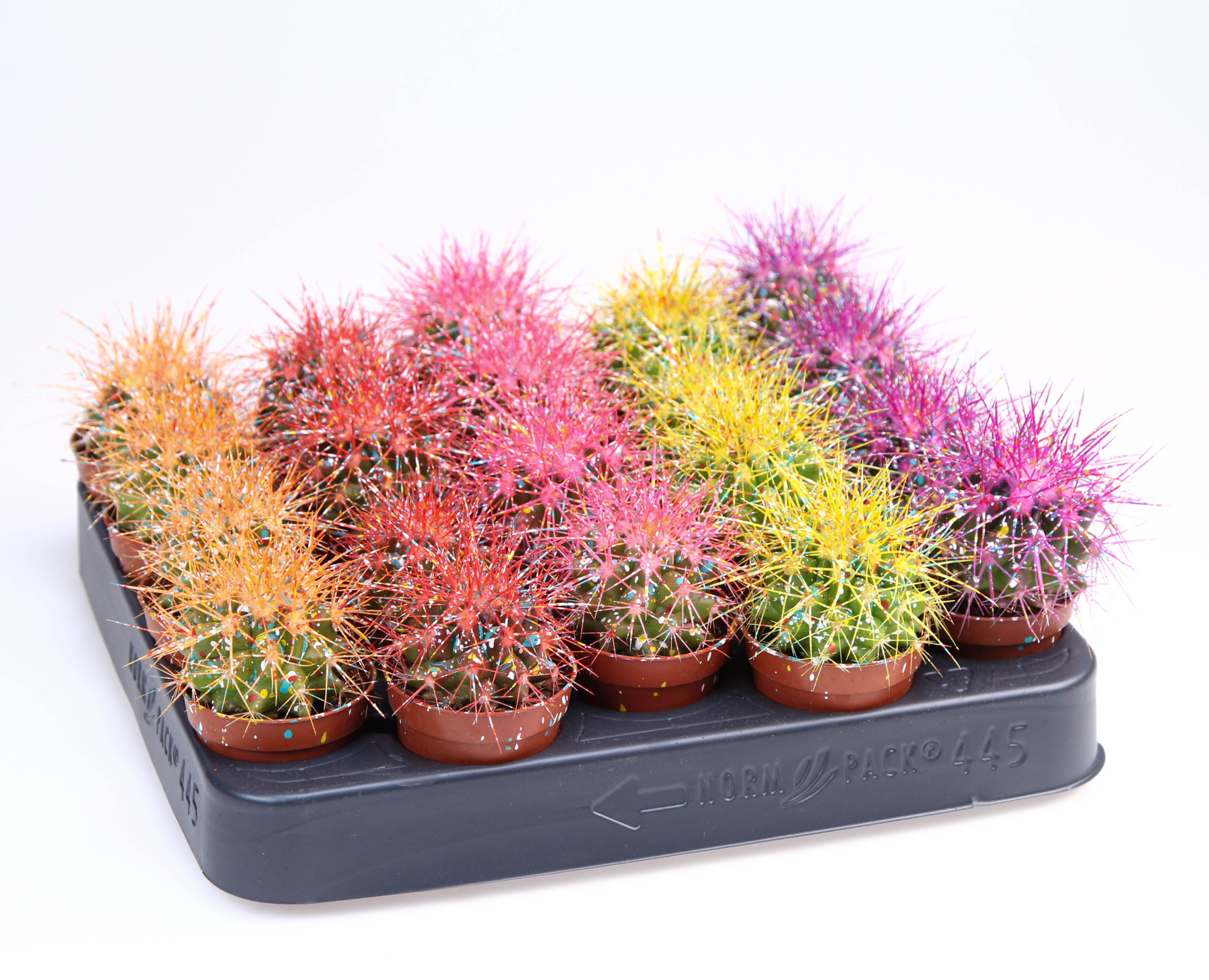 Grusonii rainbow sprinkle mix, D 5,5