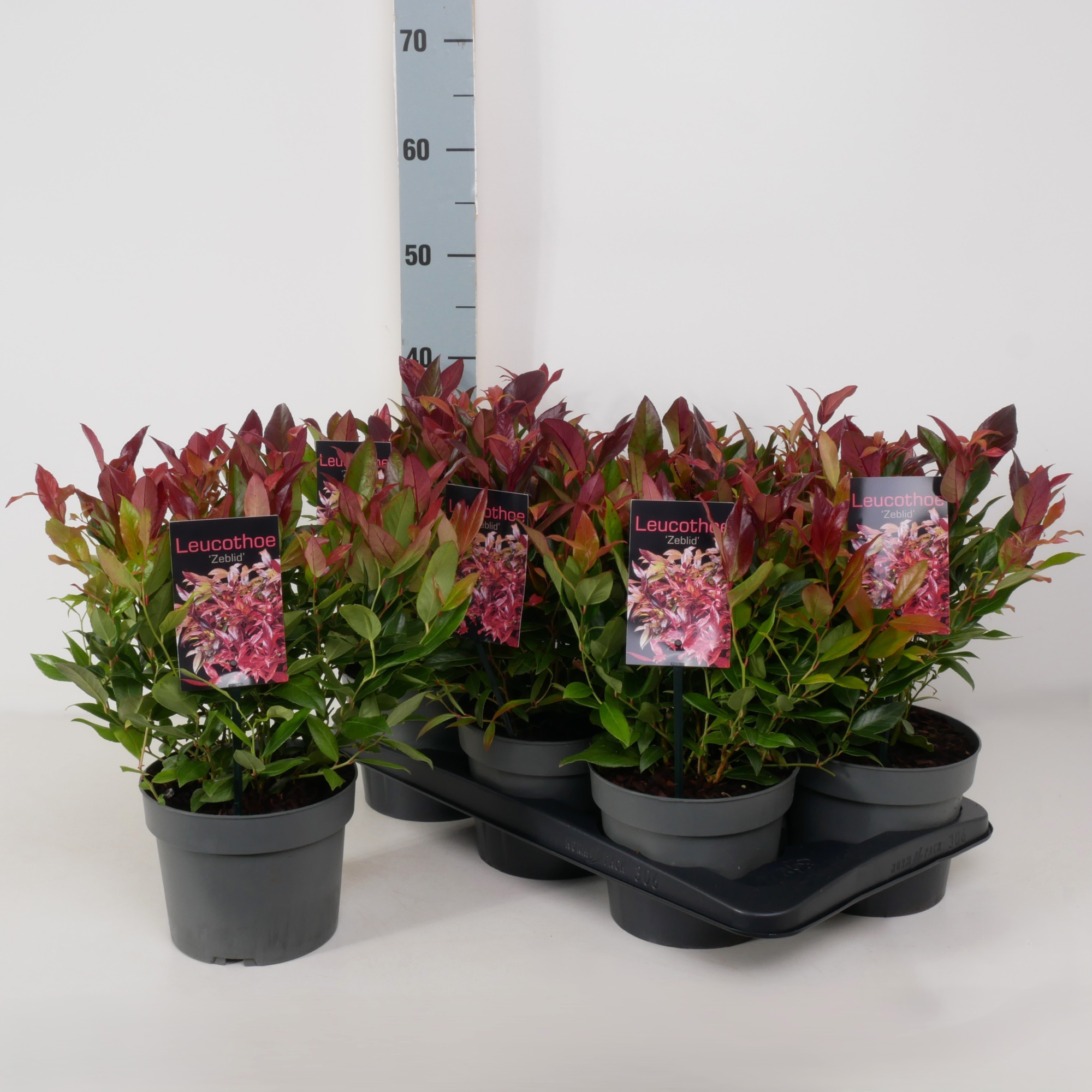 Leucothoe axillaris 'Zeblid' P17, D 17