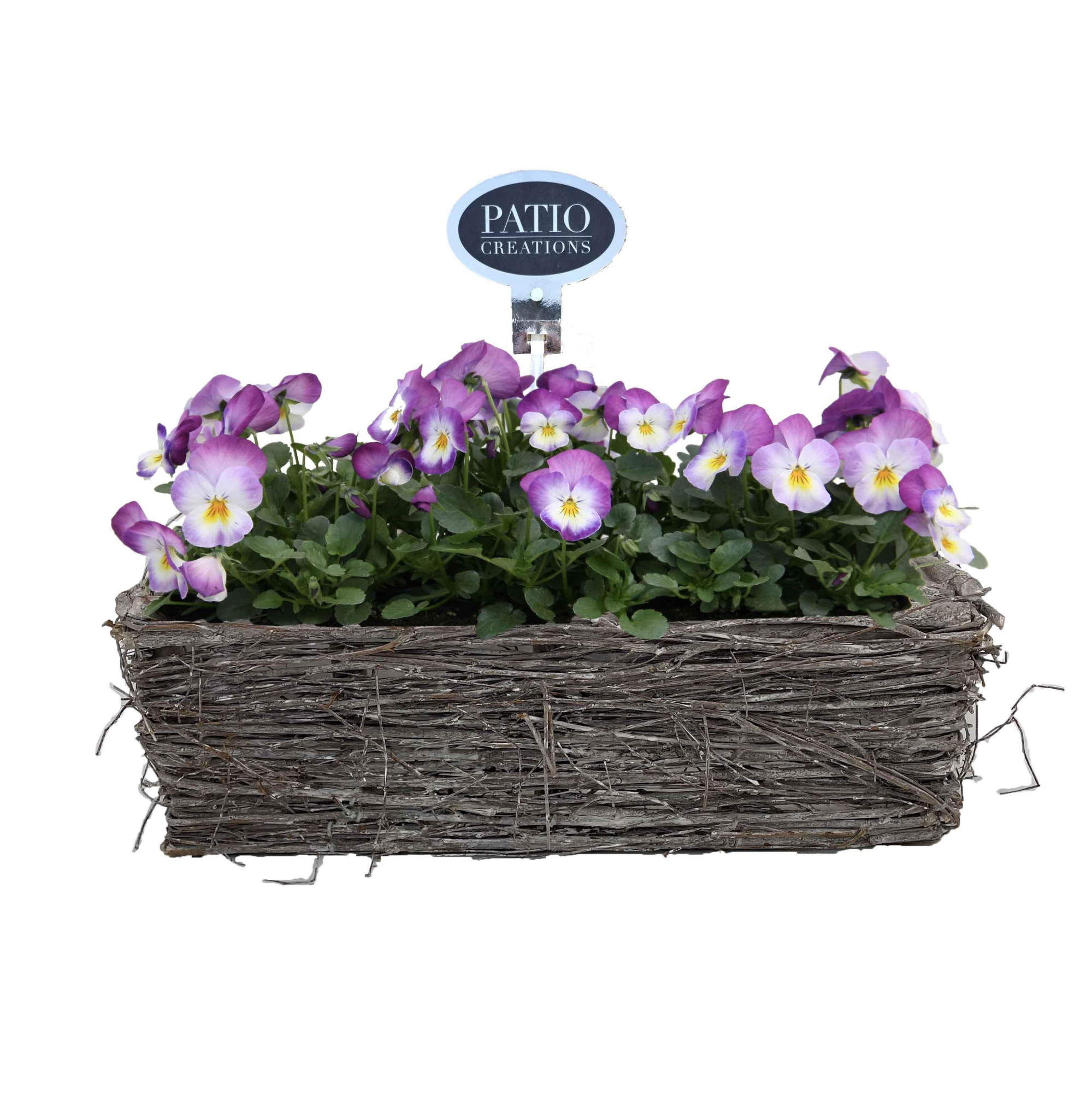 V844-9003 Viola Matz M, D 29