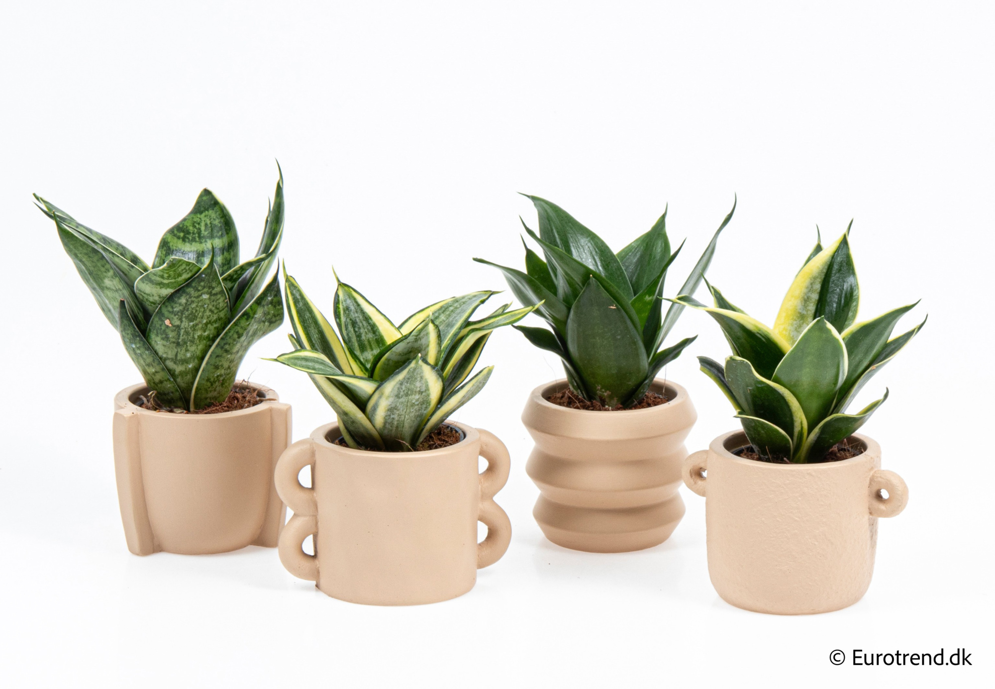 SanseveriaHahnii in New Look ceramic 2026, D 6