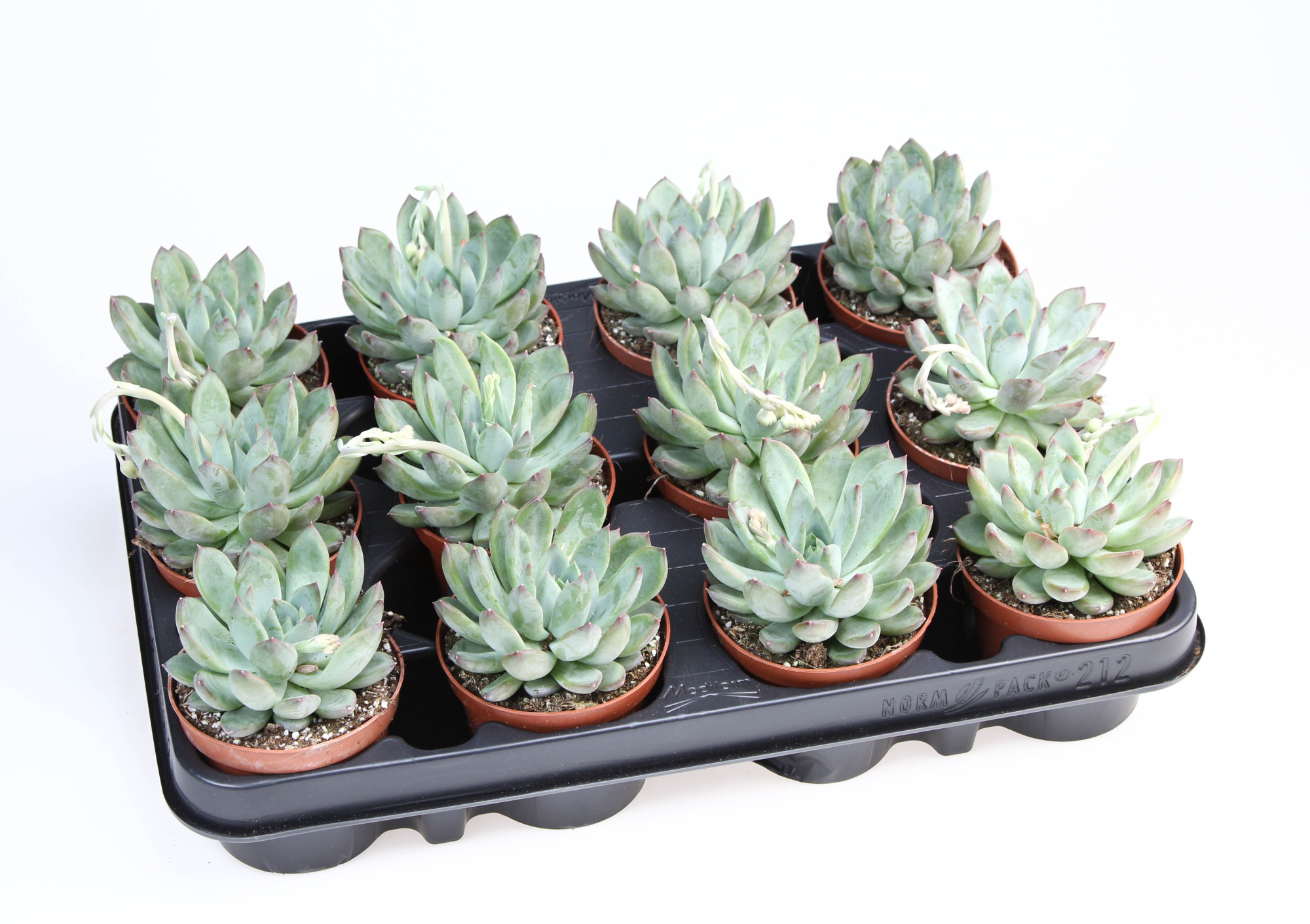 Echeveria Hybrid Rigel, D 8,5
