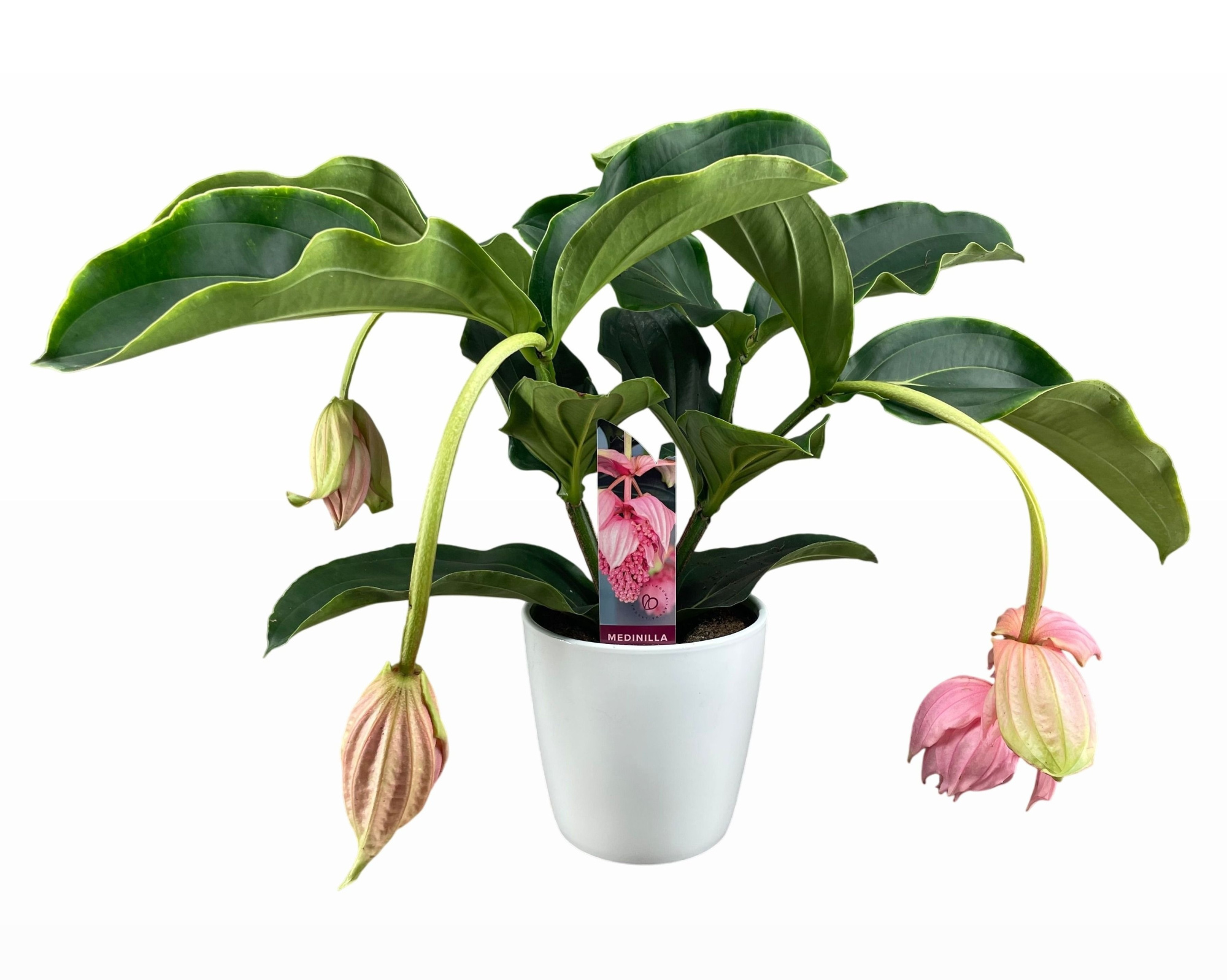Medinilla Magnifica 2 etage 3/4 knop in wit keramiek, D 19