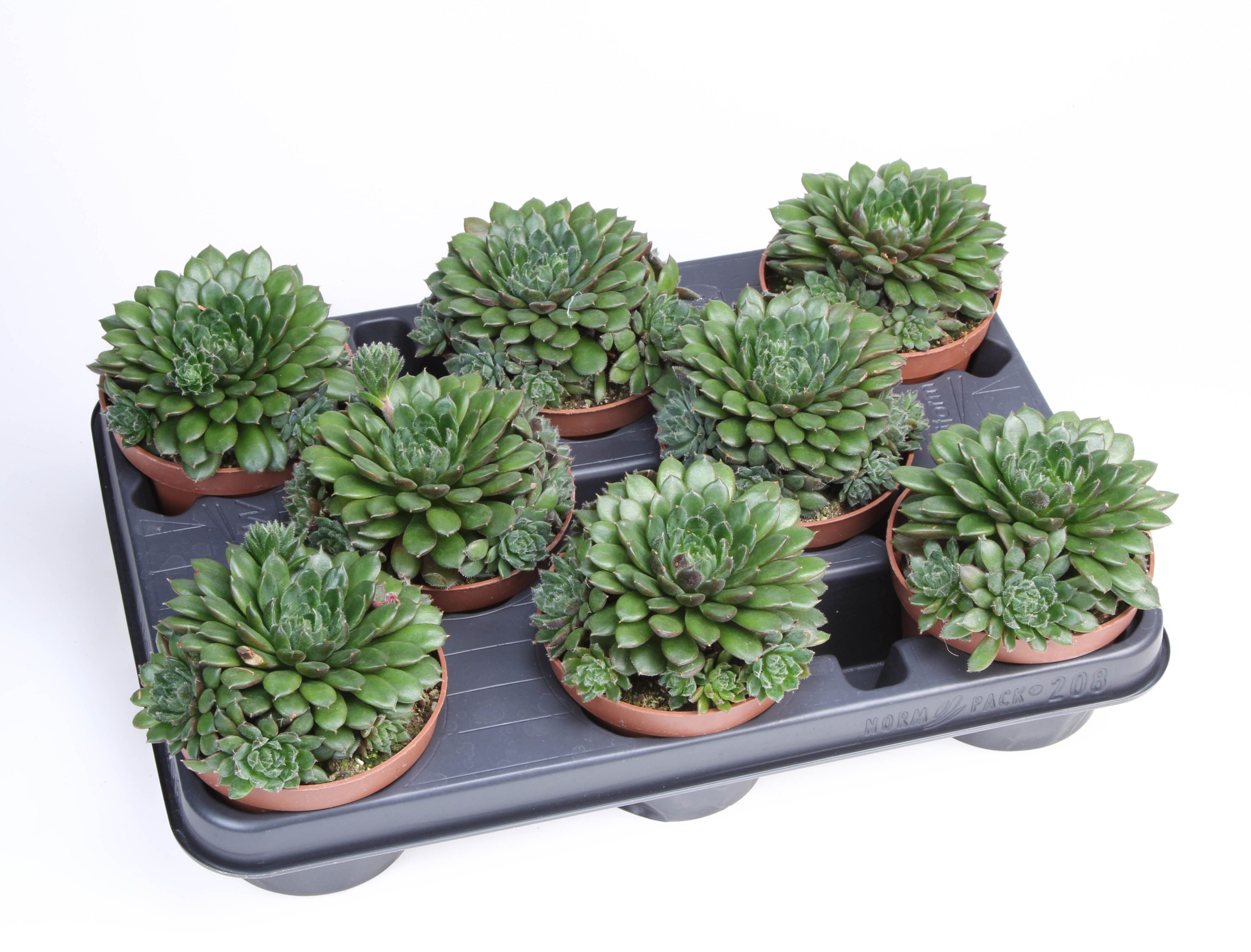 Echeveria Scorpio, D 10,5