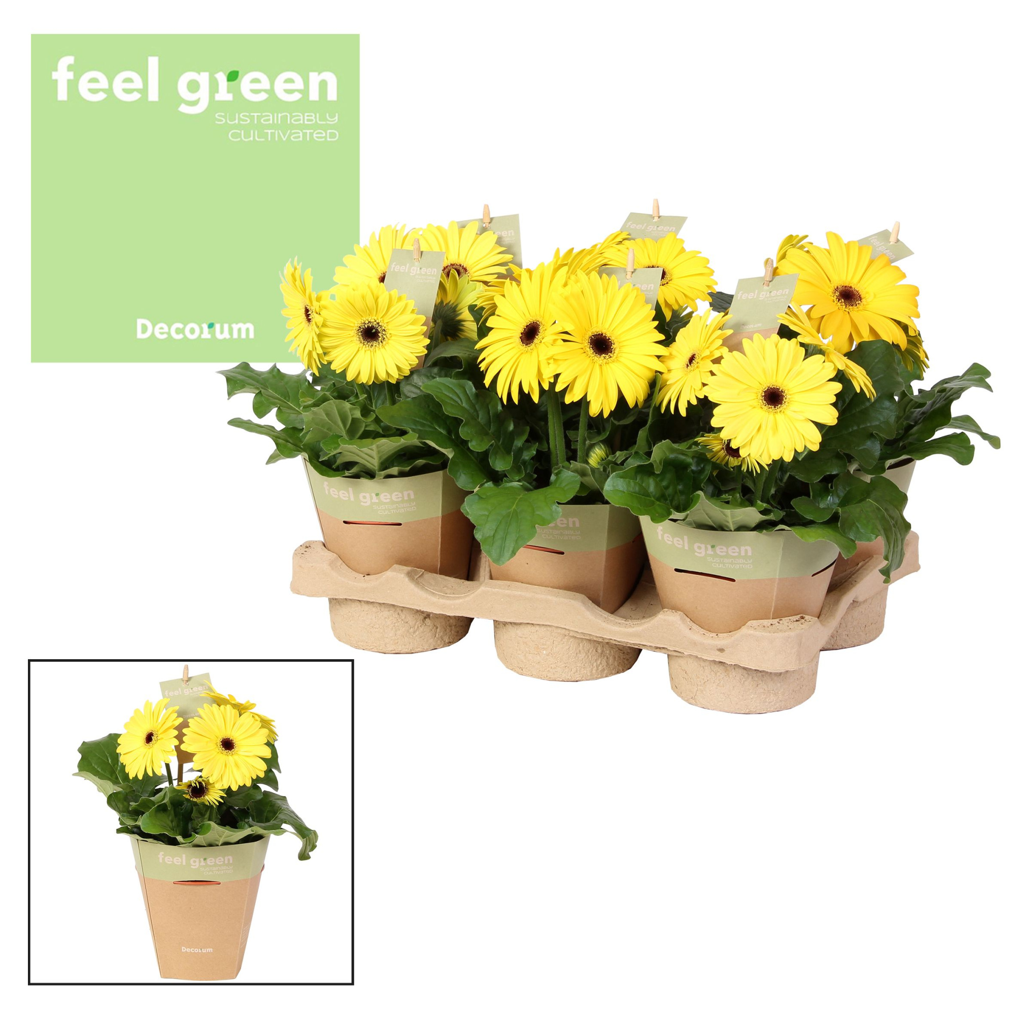 Gerbera geel tinten2+ bl. Feel Green, nature pc Decorum, D 12