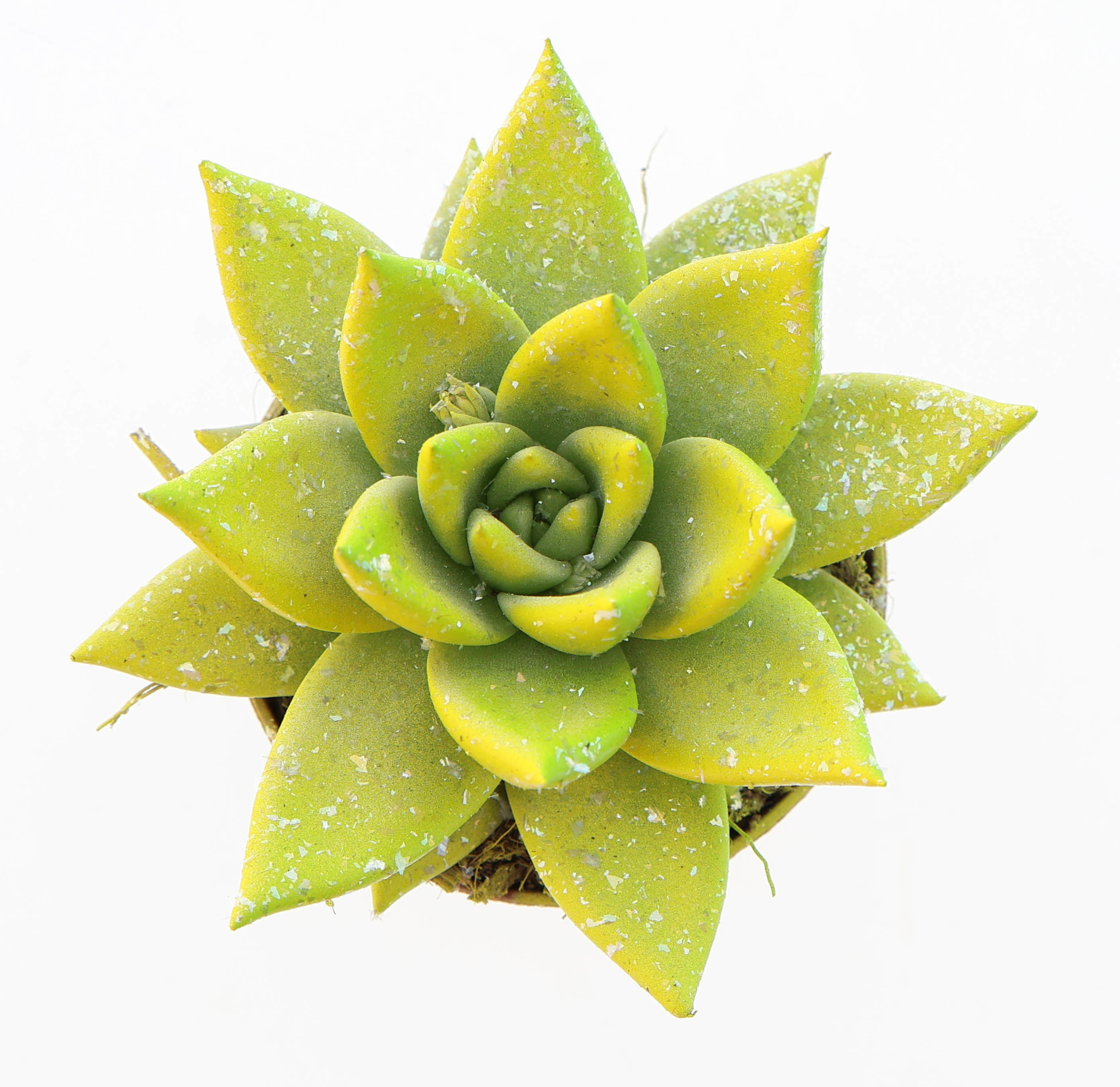 Miranda easter multi glittermix, D 6