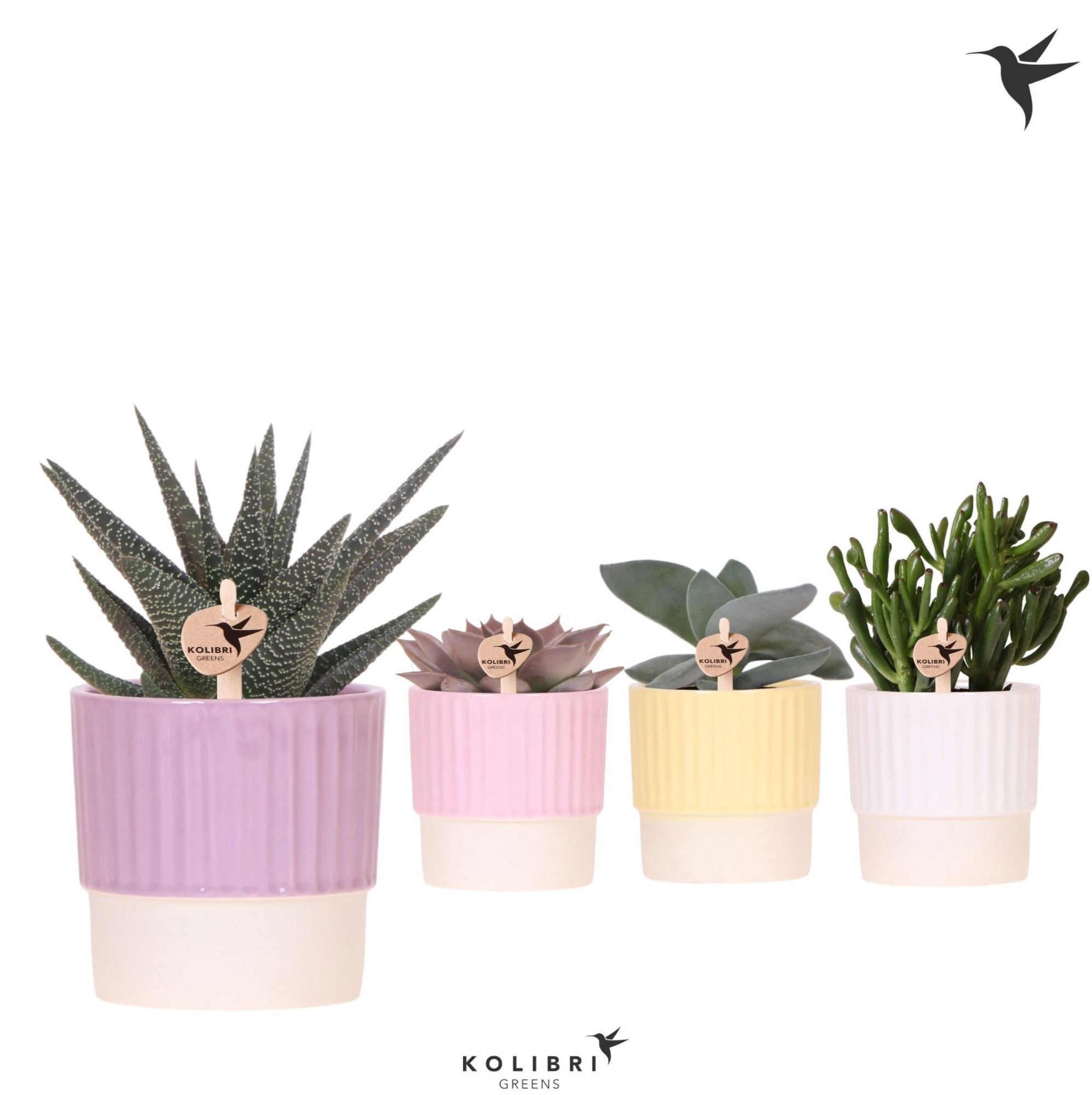 Succulenten mix in Butter pot mix, D 9