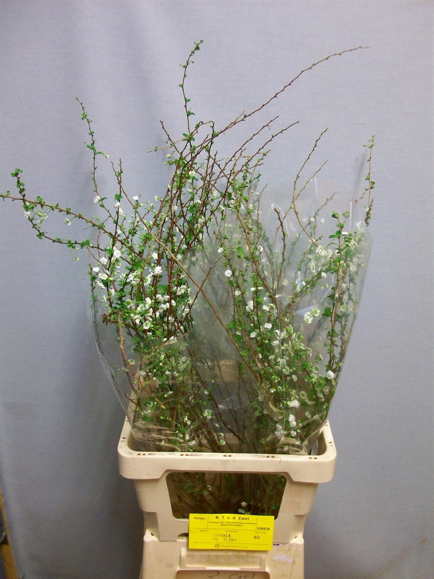 Спирея Плена 60, шт.