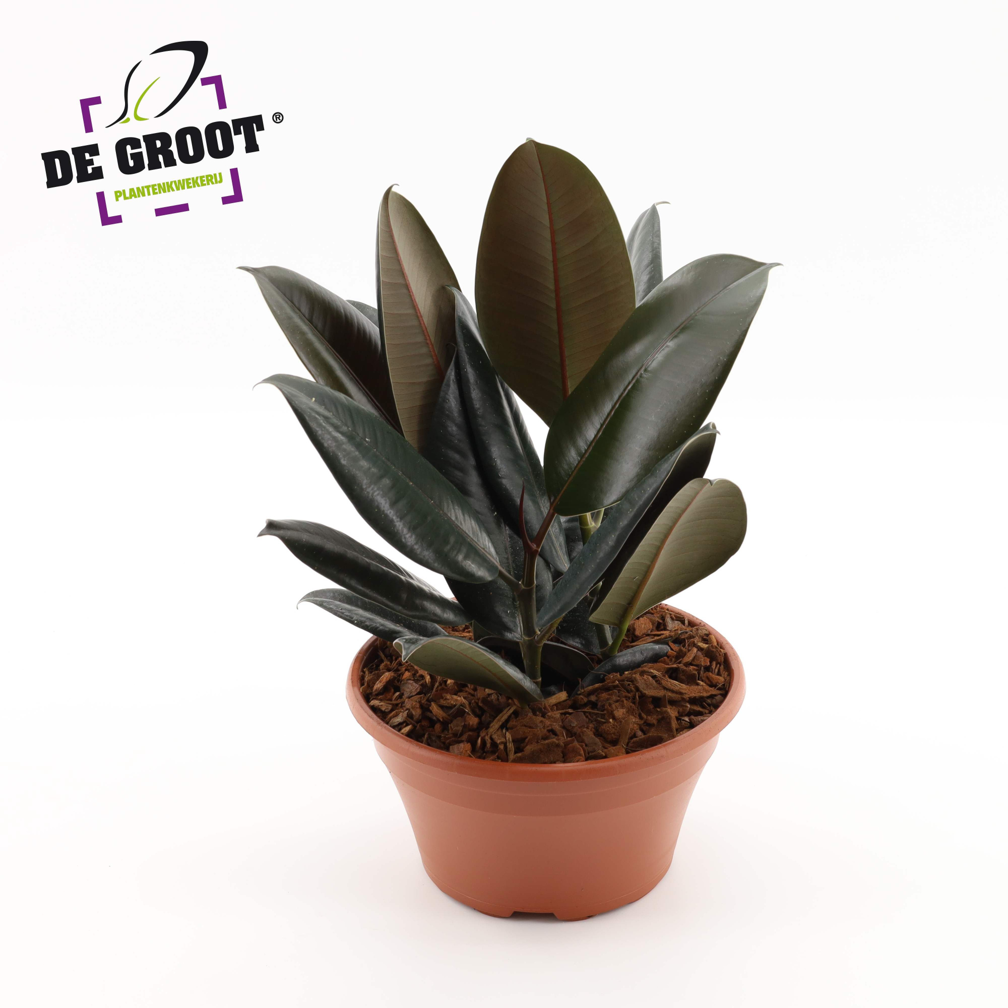 Ficus Abidjan in schaal, D 23
