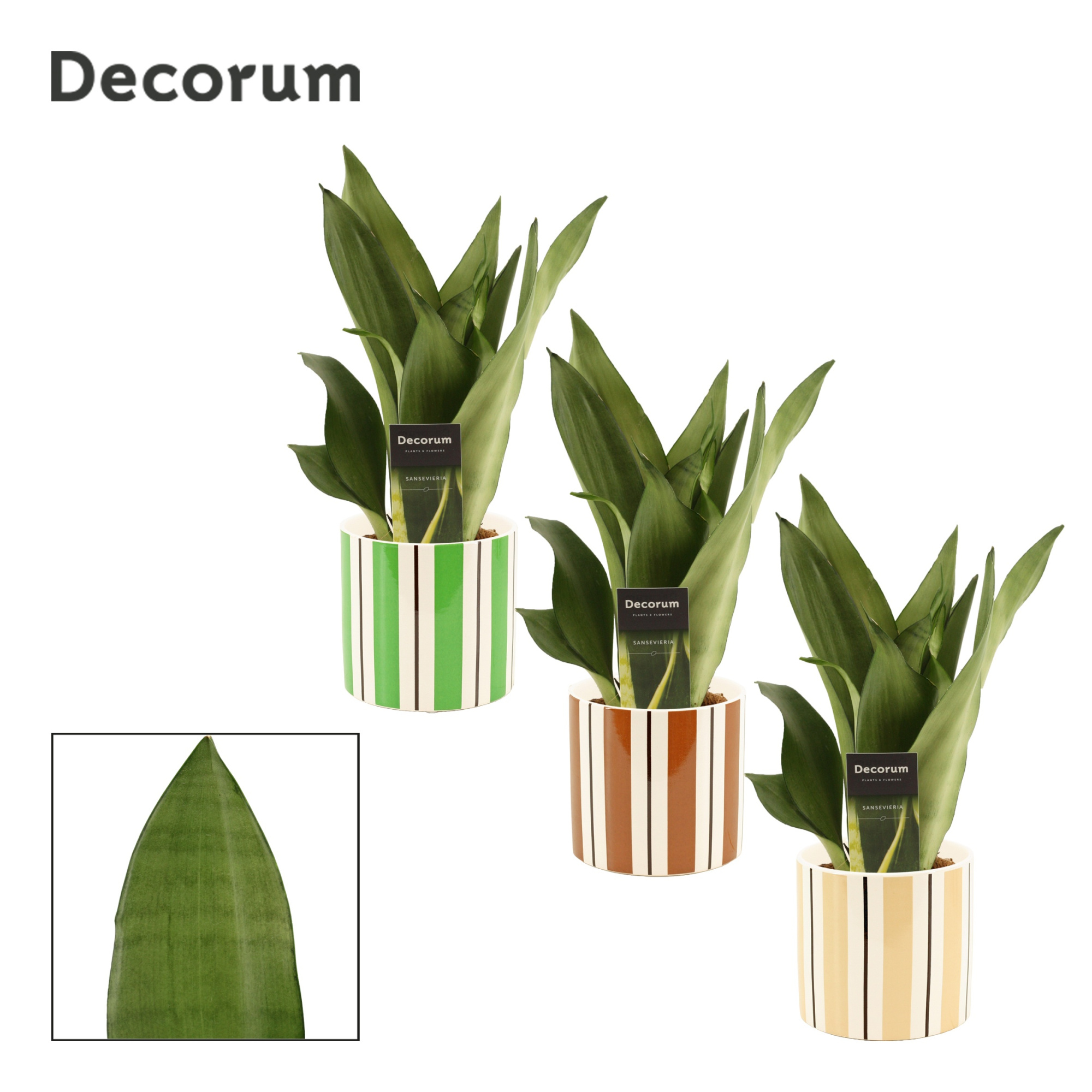 Sansevieria Moonshine 12 cm in Beau (Natural bubble-collection), D 12