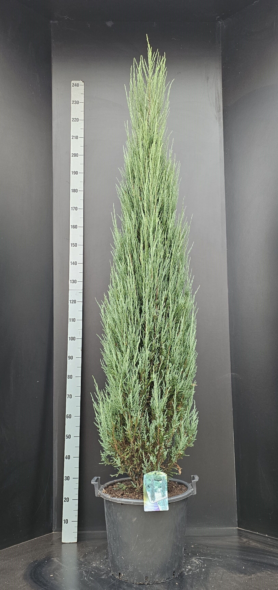 Juniperus scopulorum Blue Arrow, D 34