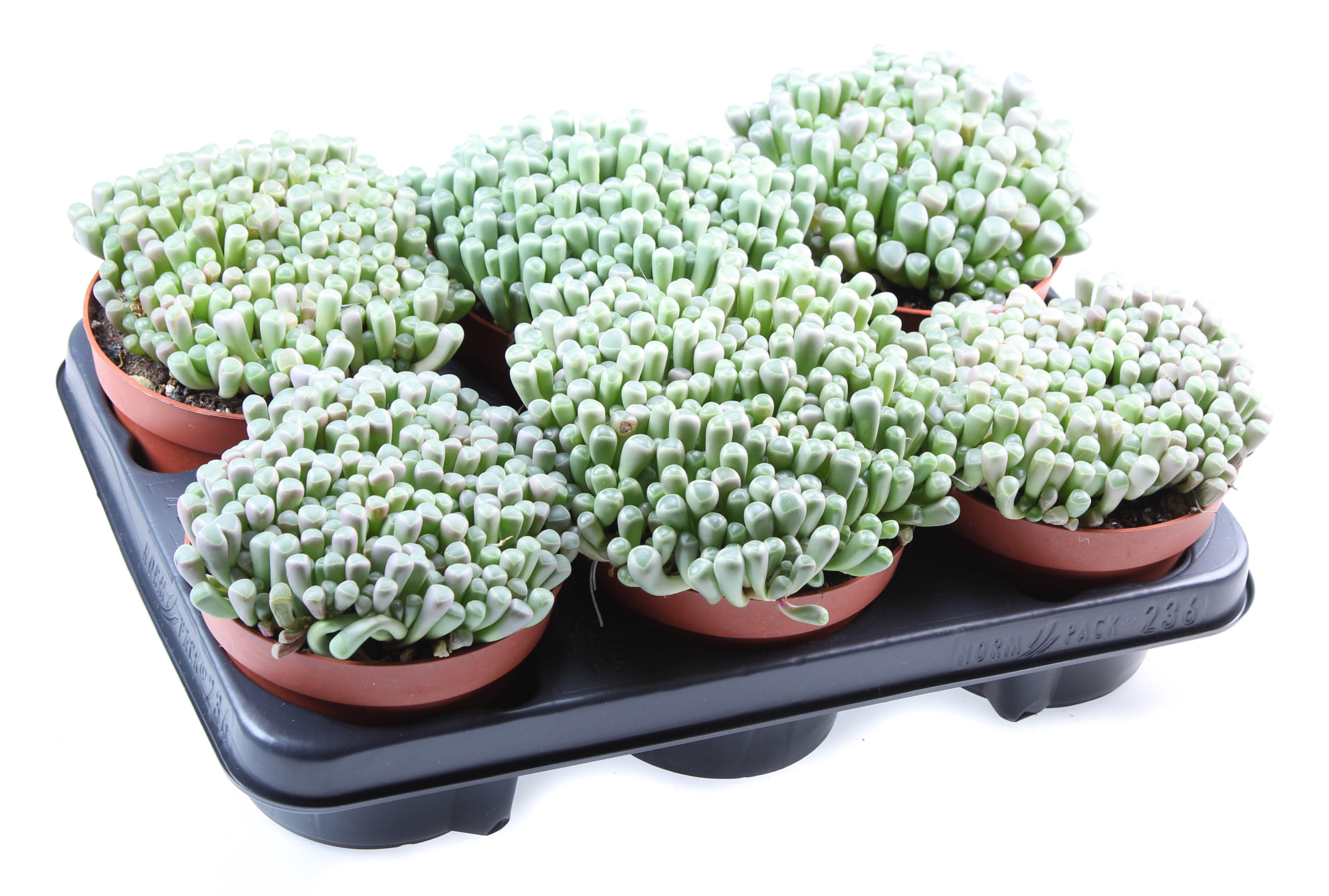 Fenestraria rhopalophylla, D 13