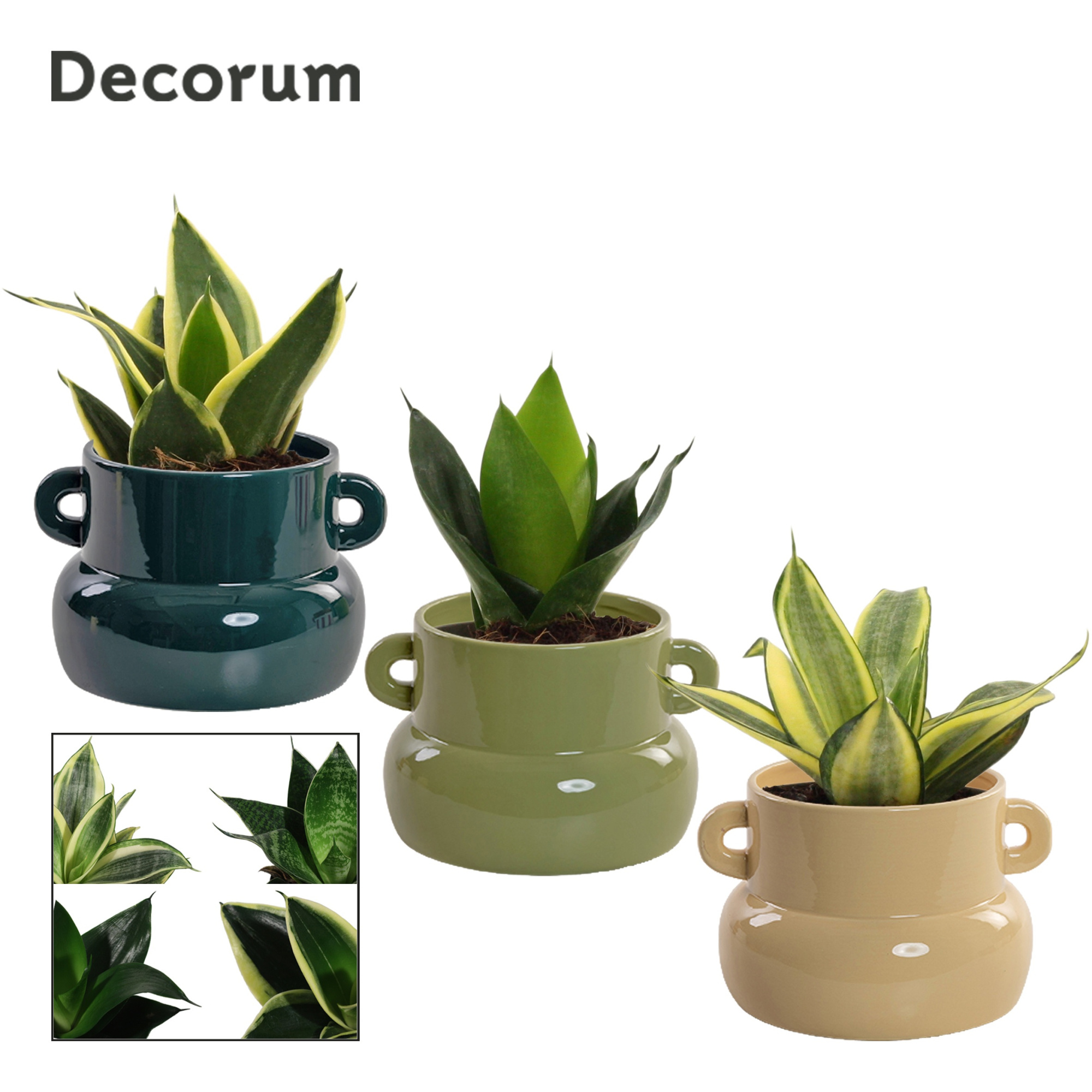 Sansevieria Hahnii 9 cm Mix in Lucy (Top blend-collection), D 9