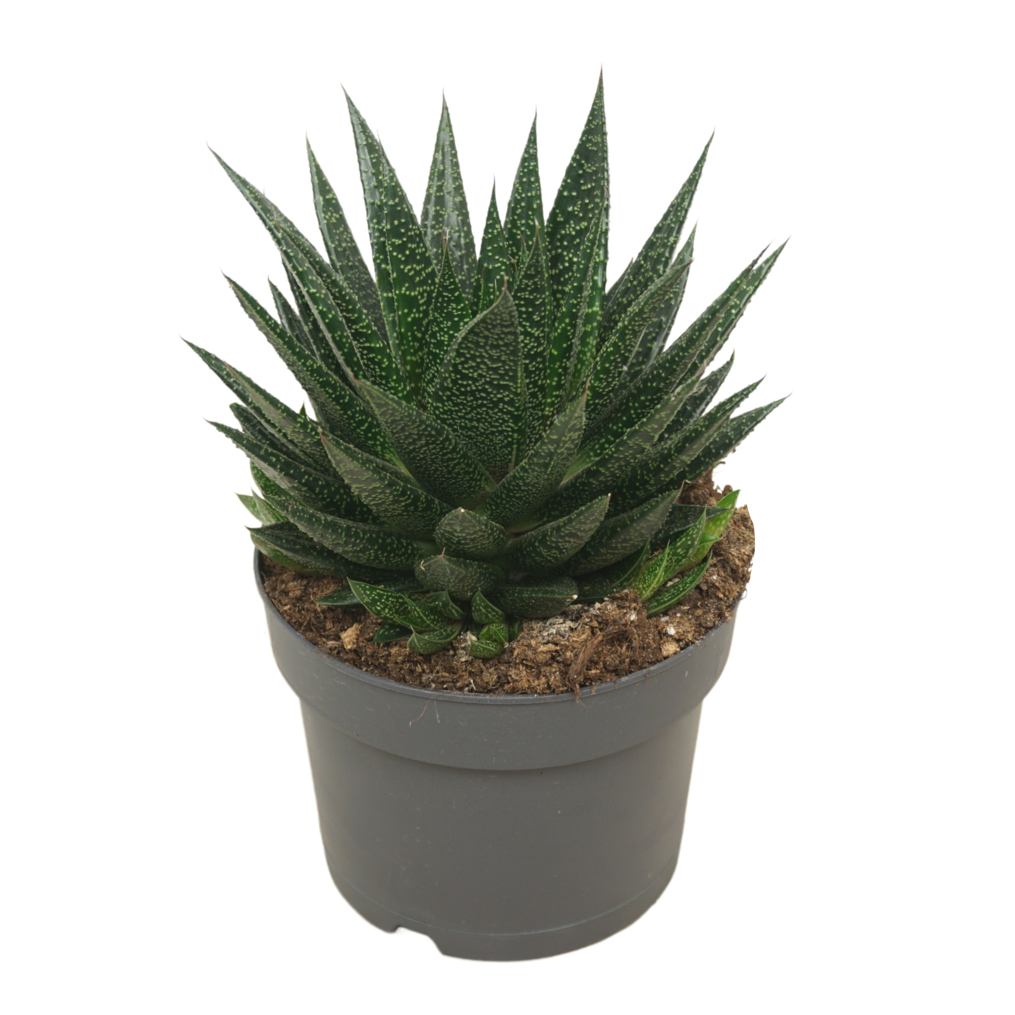 Gasteria d'due 17 cm met etiket, D 17