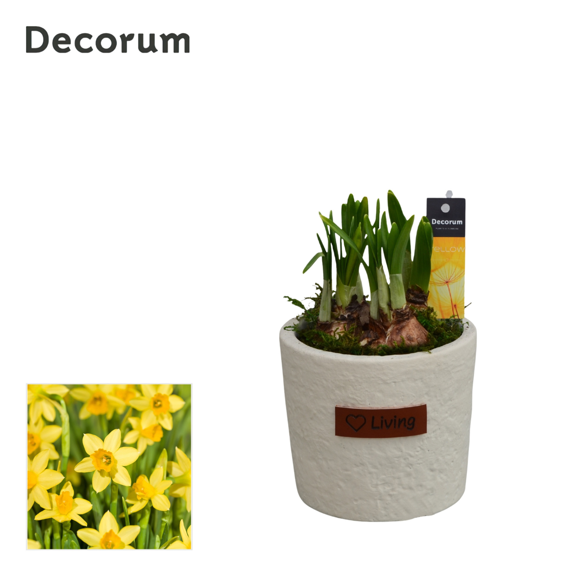 Narcis Love Living HL15133N, D 10