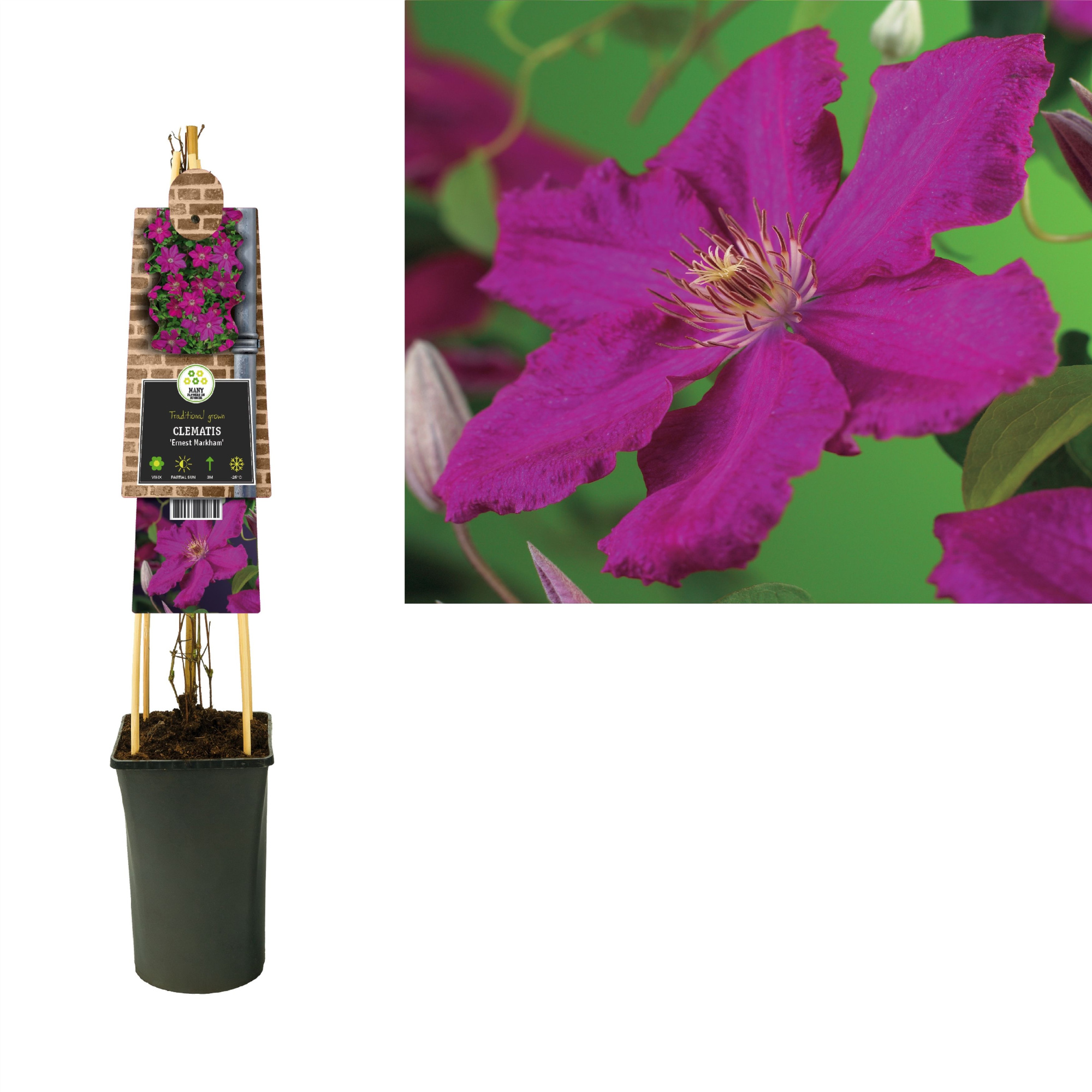 Clematis 'Ernest Markham' +3.0 label, D 17