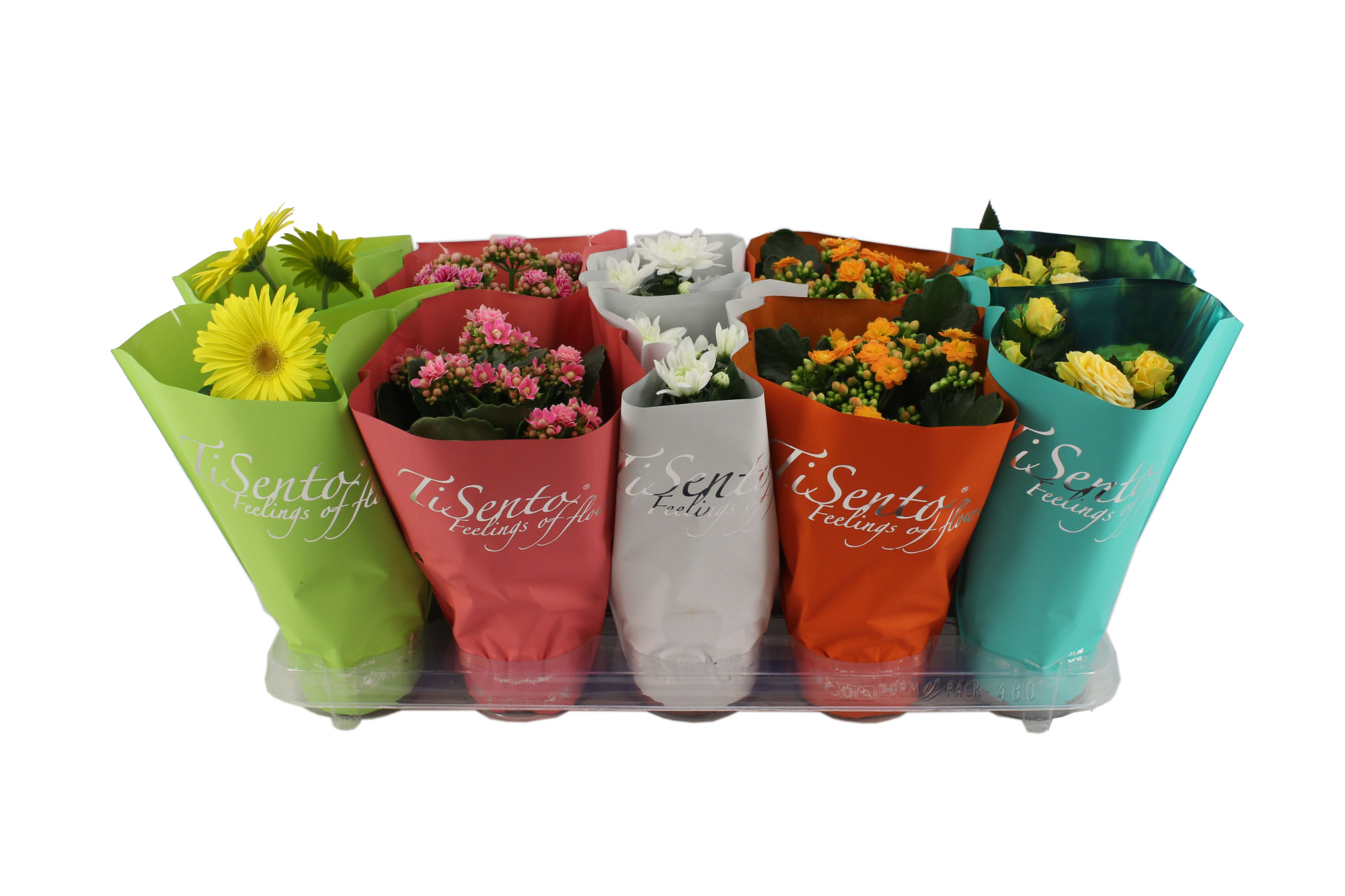 Bloeimix 12cm - Augustus Mix, D 12