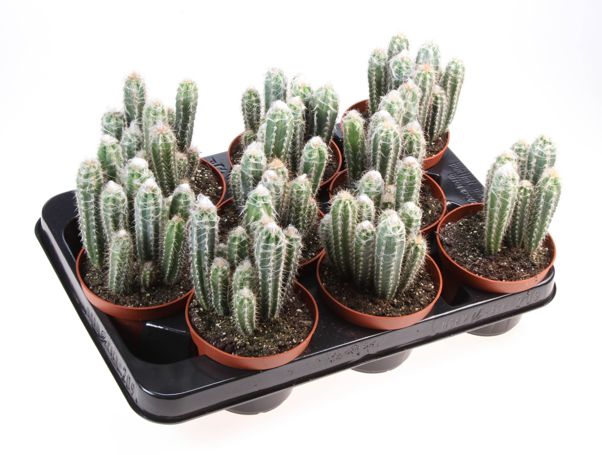 Pilosocereus glaucescens, D 10,5