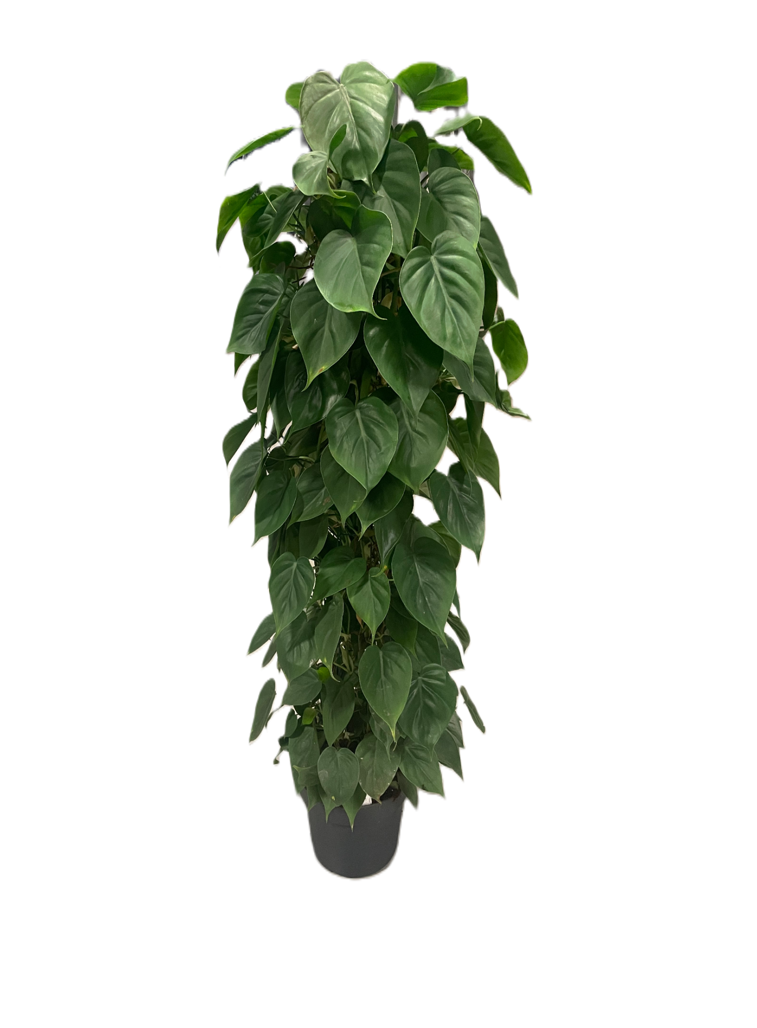 Philodendron scandens p24 draadzuil 120cm, D 24