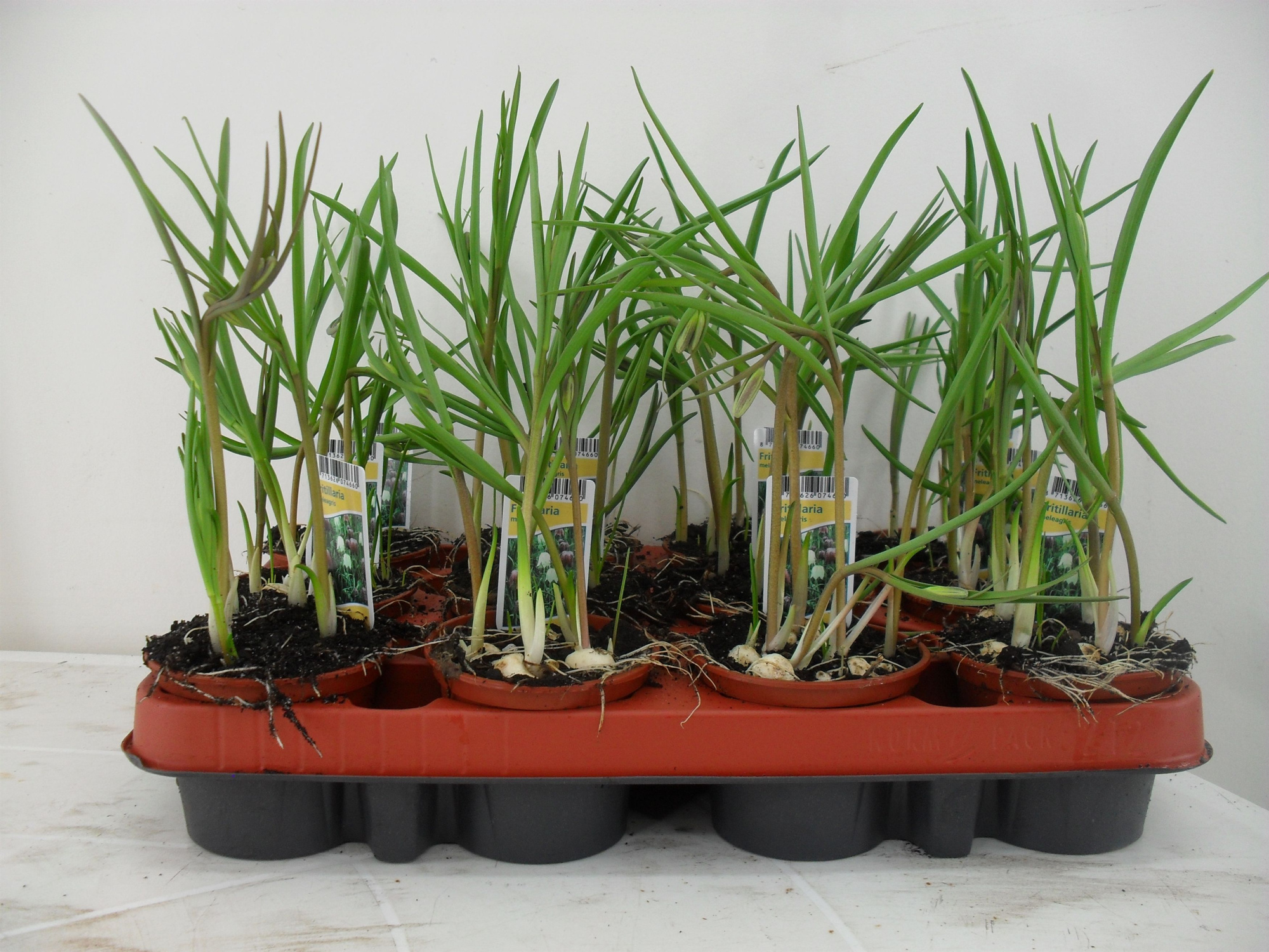 Fritillaria meleagris, D 9