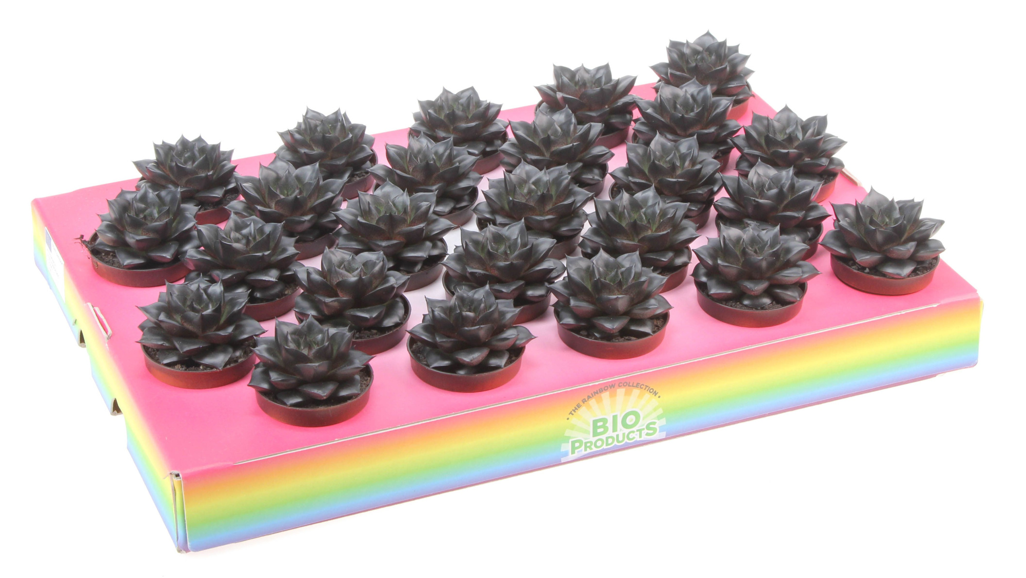 Bio purper rainbow black, D 5,5