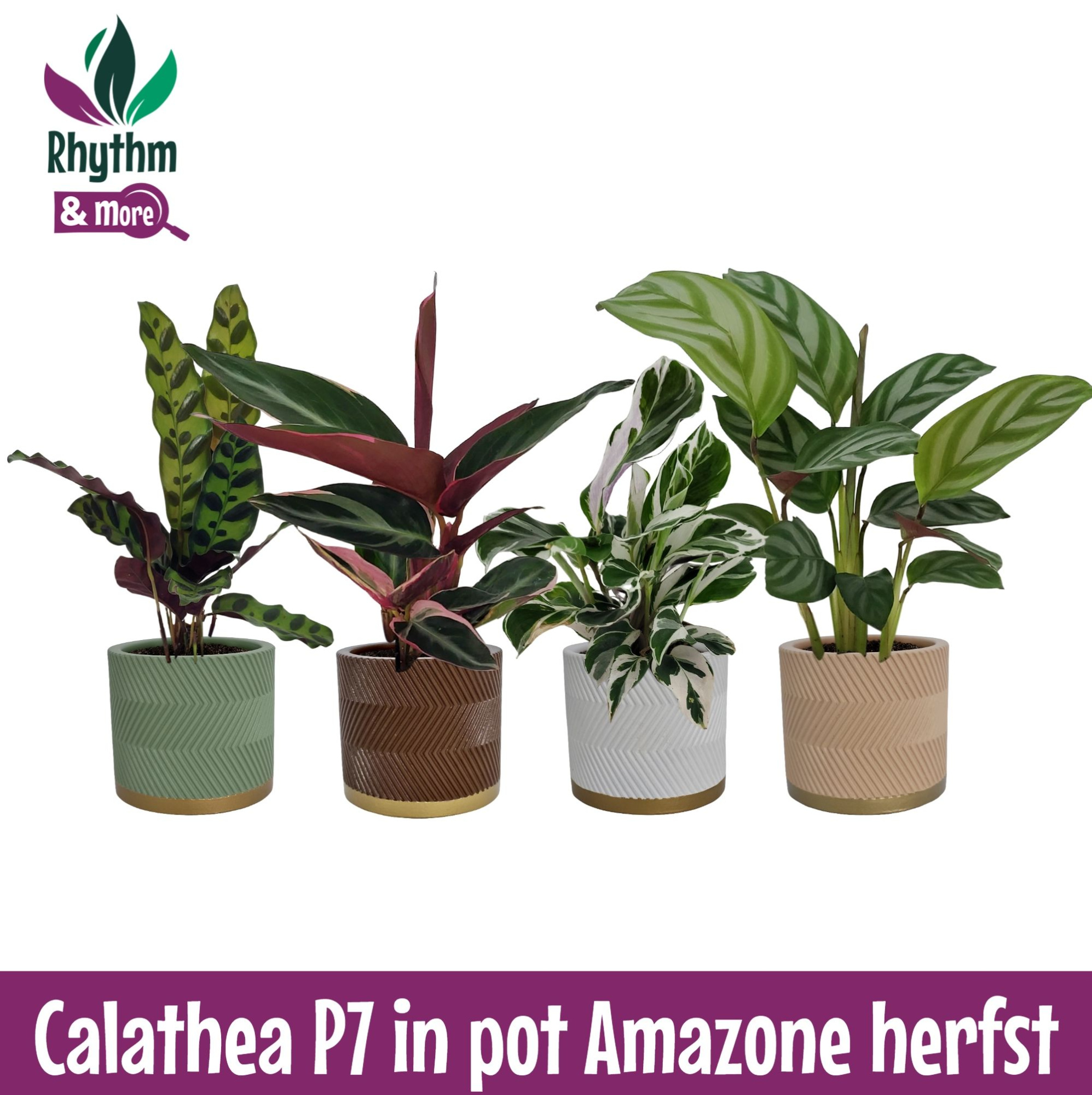 Calathea 7cm gemengd in Amazone Keramiek Herfst, D 7
