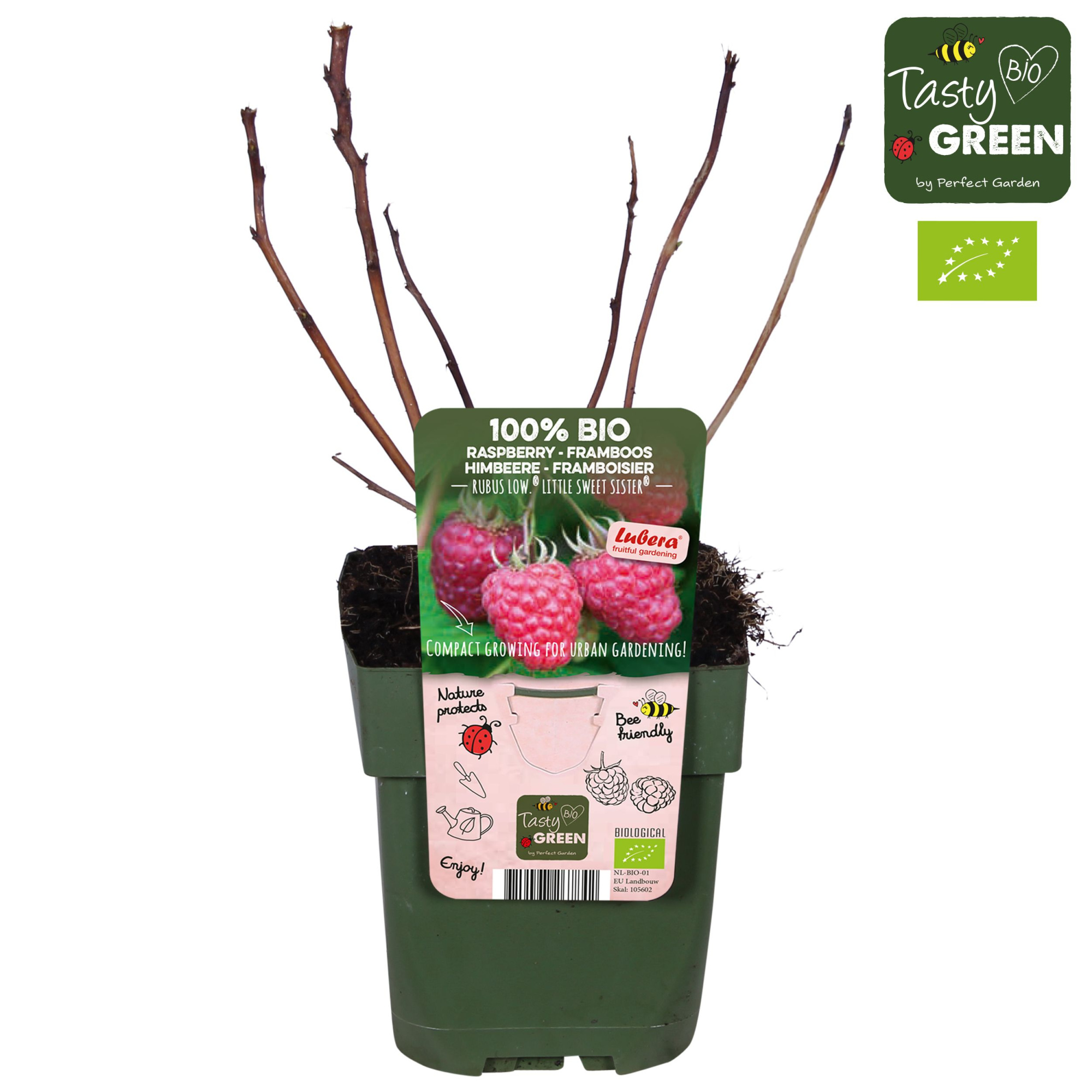 Rubus Low® Little Sweet Sister® Bio P13, D 13