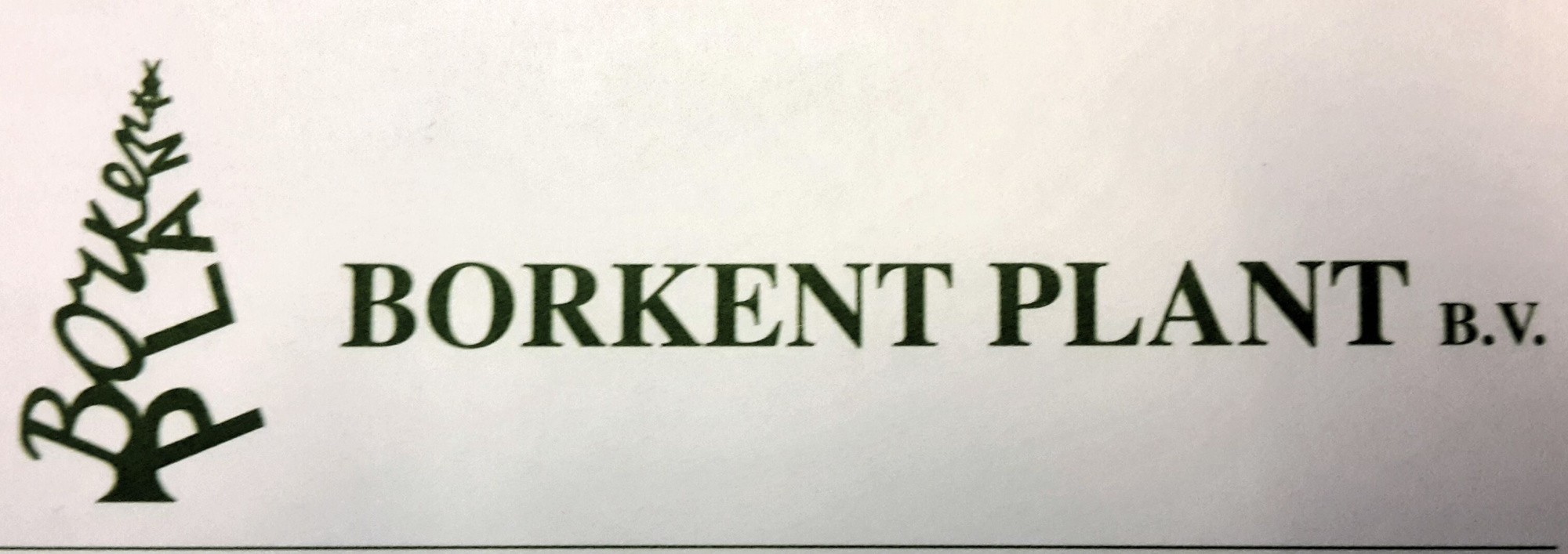 Abies nordmaniana, D 32