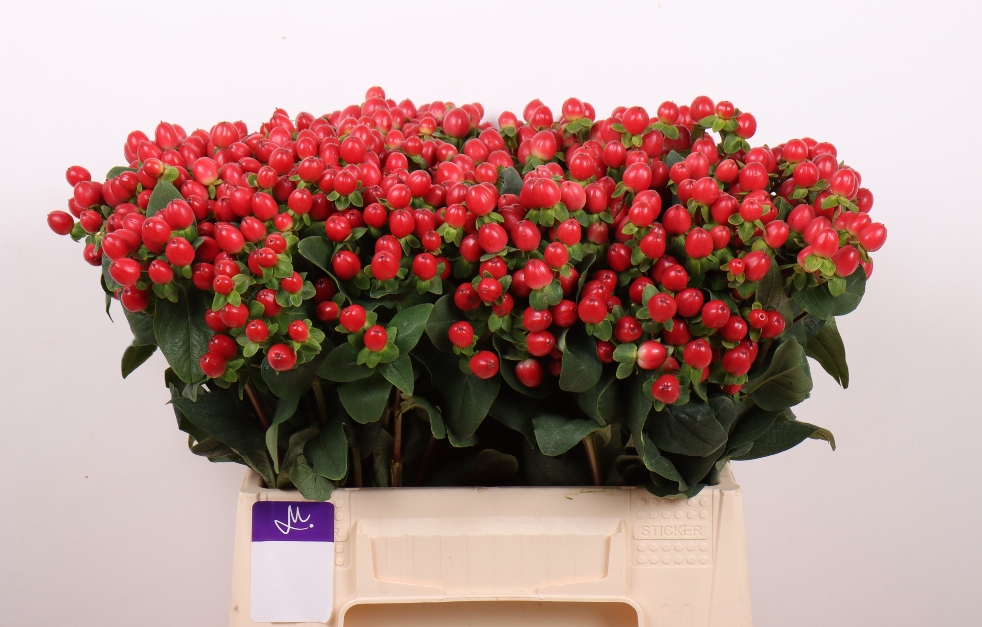 Гипперикум Томато Флэр 40, шт.