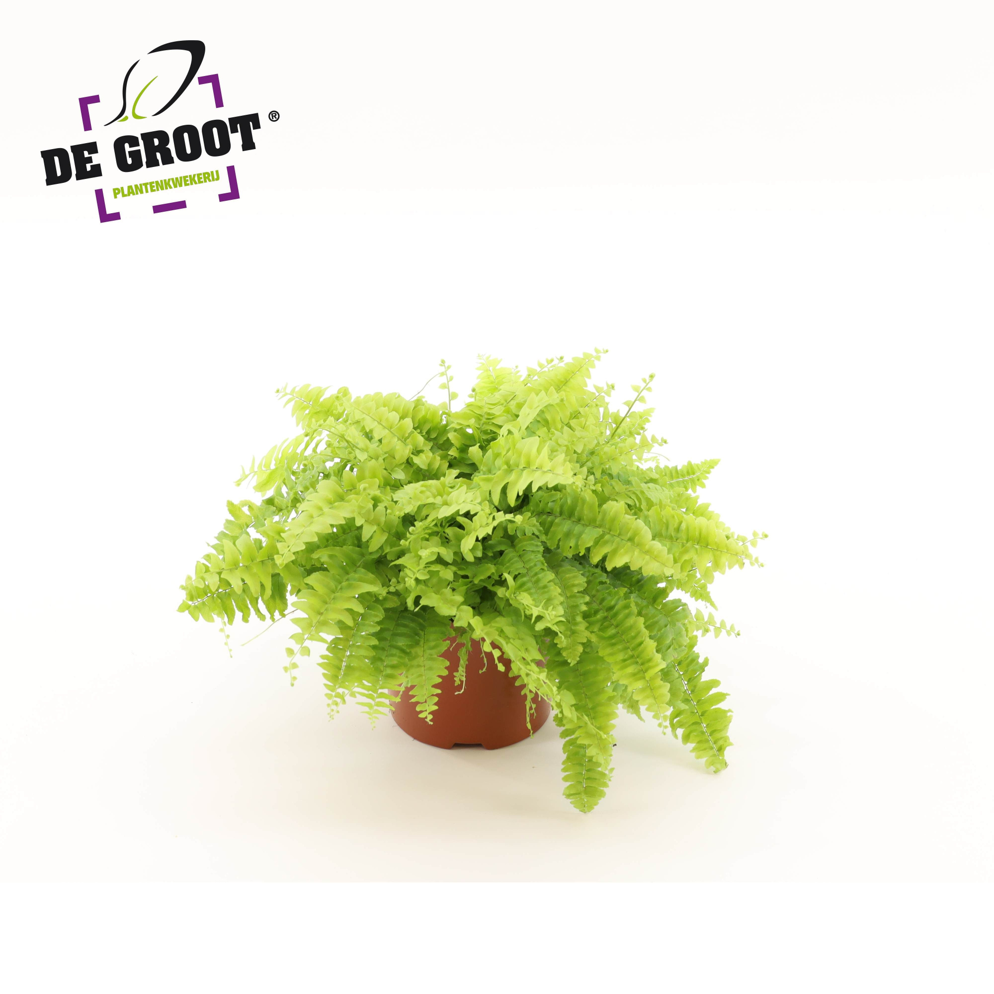 Nephrolepis exaltata 'Boston Blue Bell', D 12