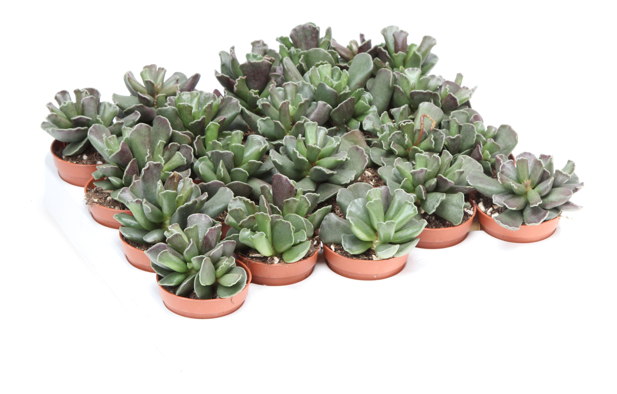 Adromischus schonlandi, D 5,5