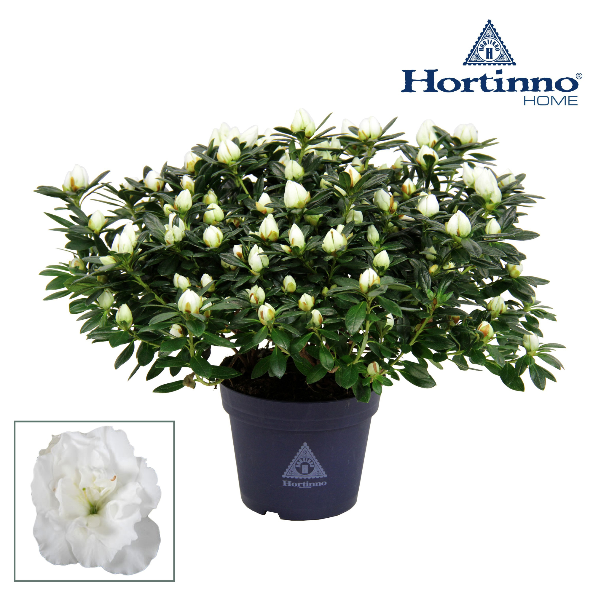 Hortinno® Home 'wit' 35 - 37 cm, D 15