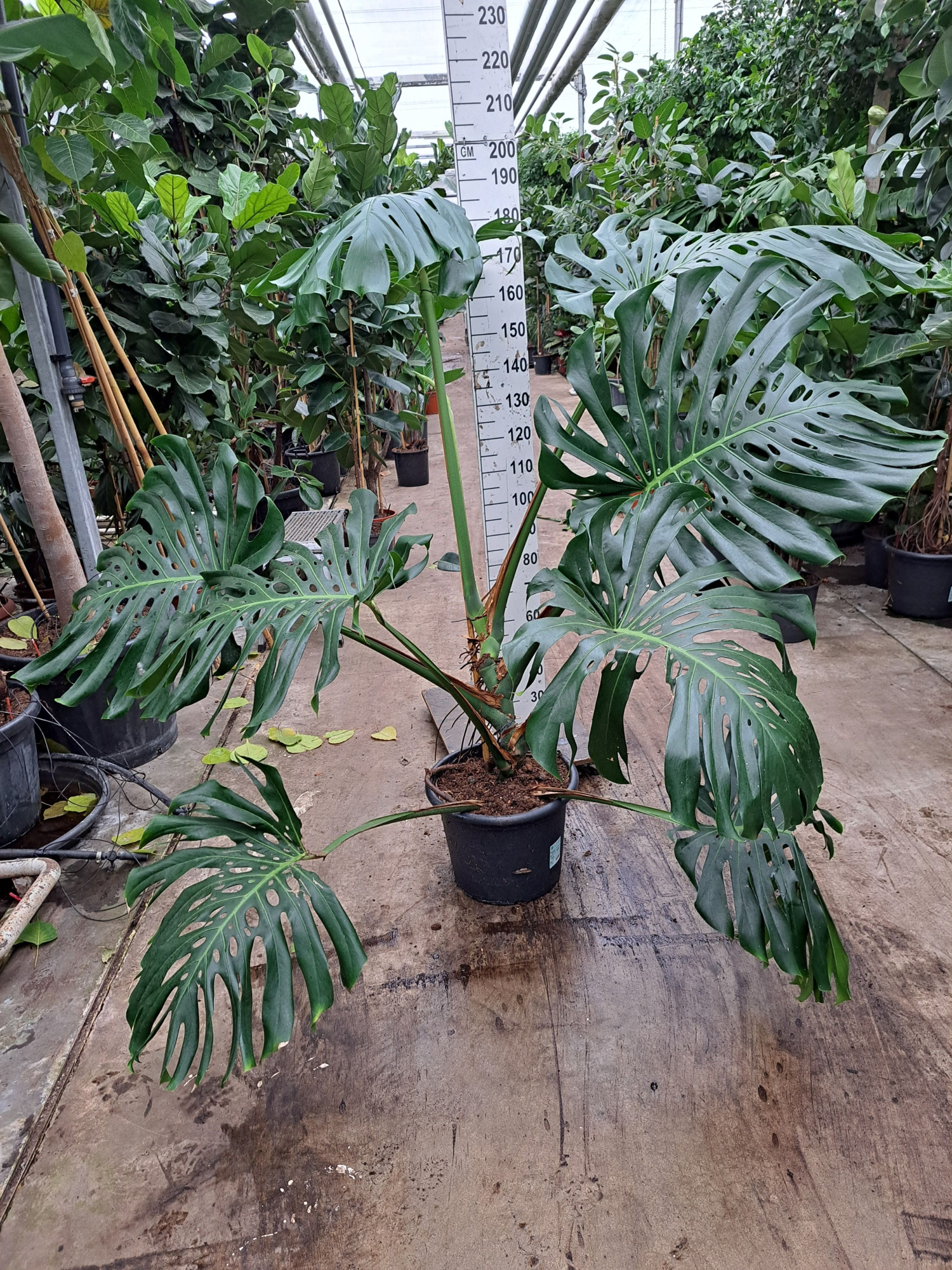 Monstera Deliciosa 180, D 35