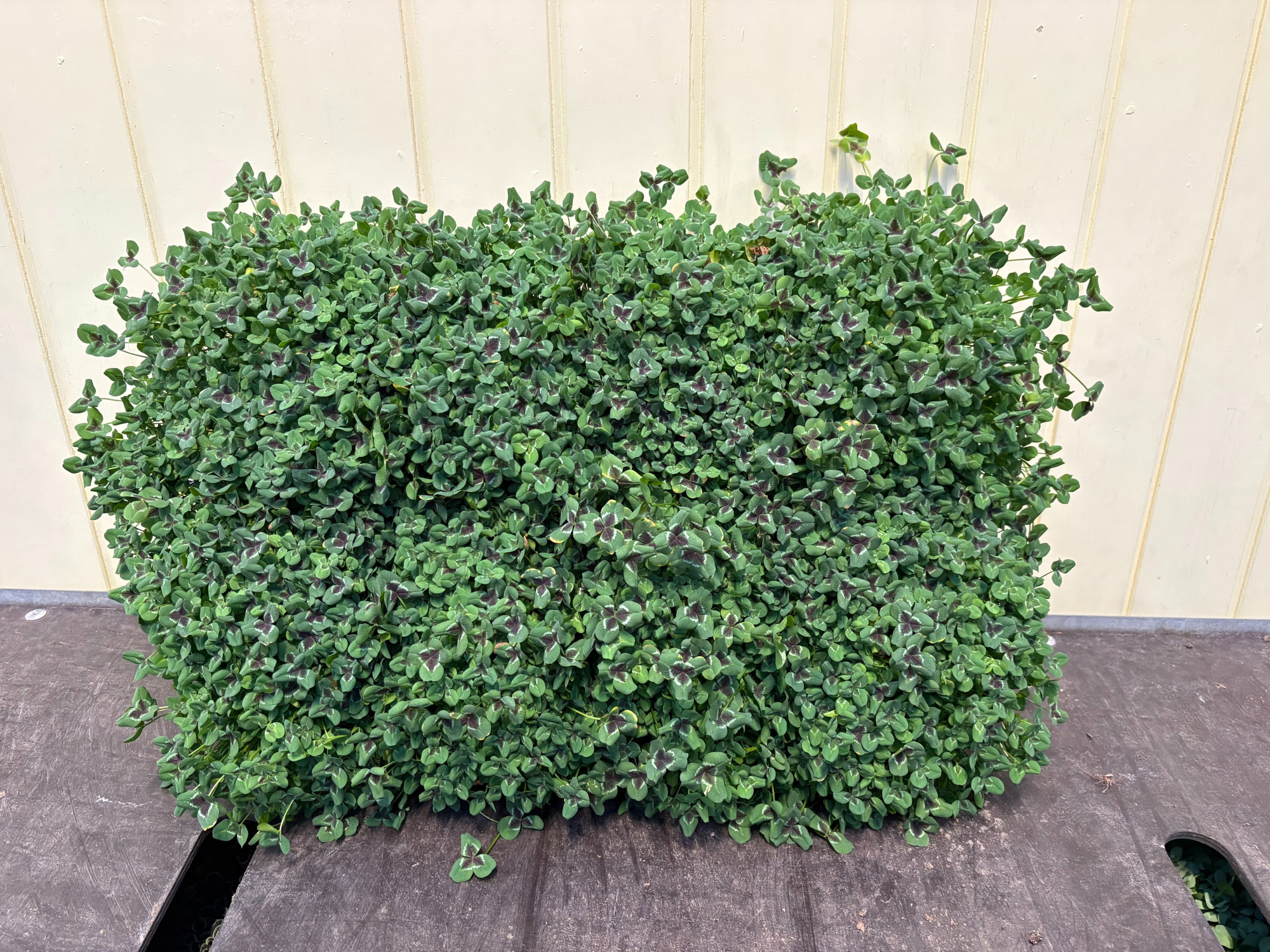 TRIFOLIUM REPENS 'JOSEPHINE', D 11