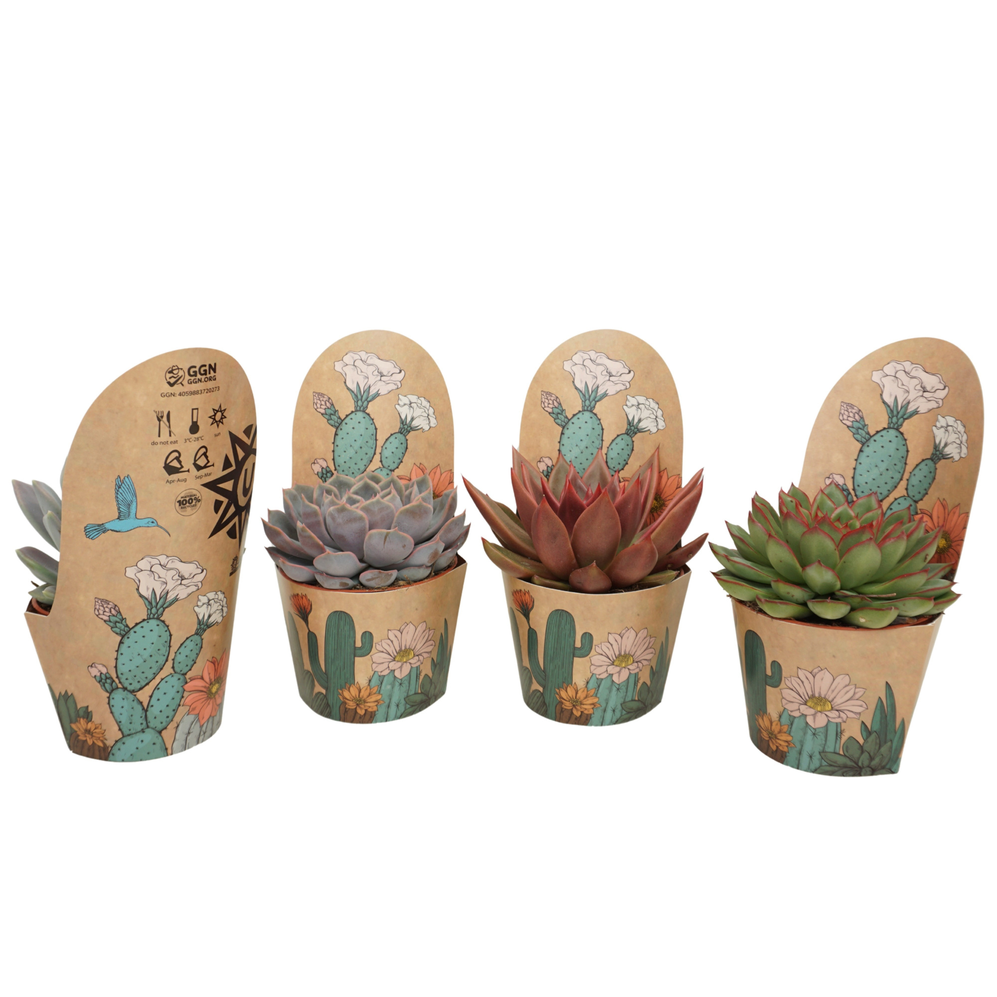 Echeveria mix 10,5 cm in Ubink potcover, D 10,5