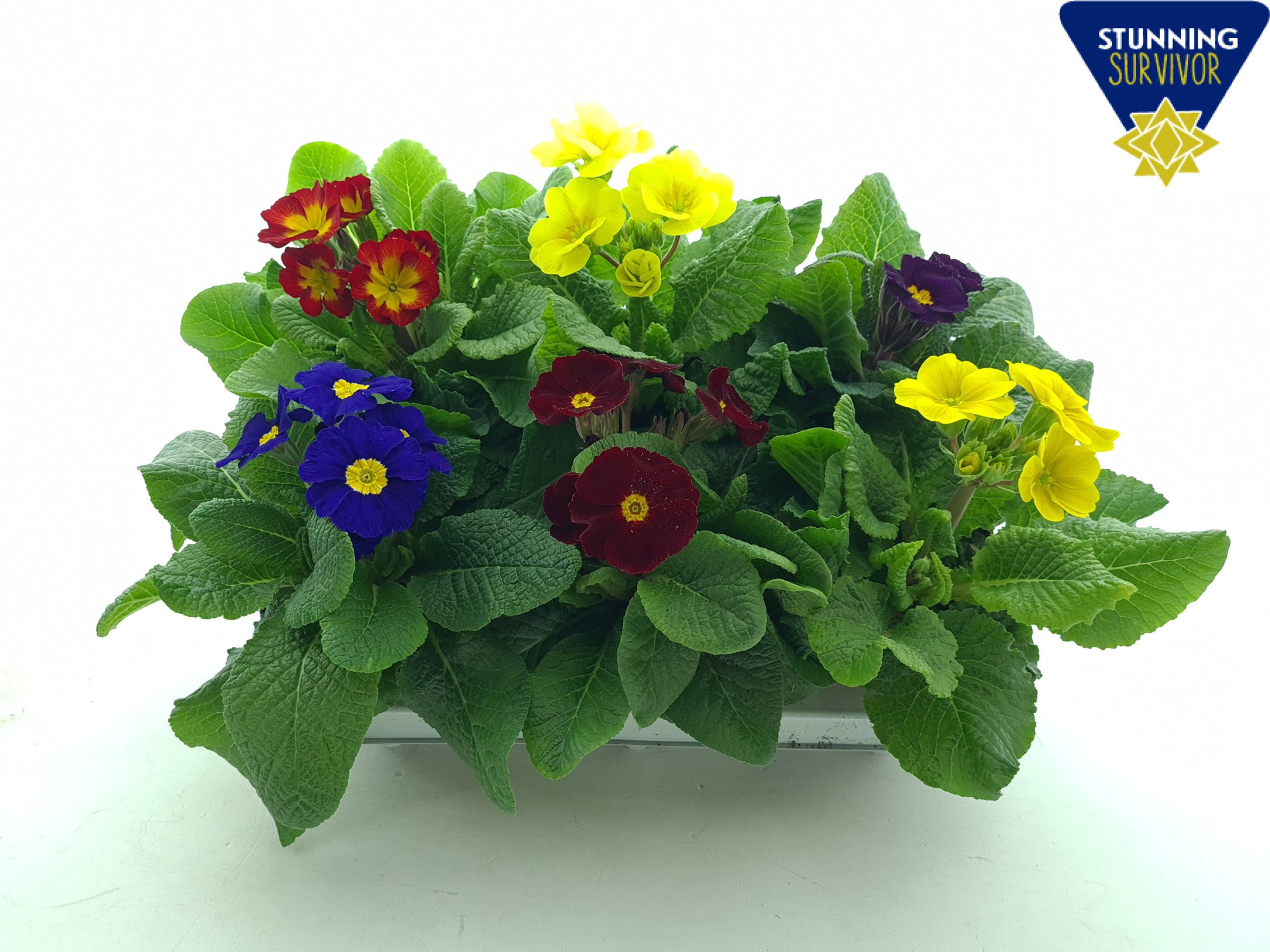 Primula elatior mix (KAR) P12, D 12