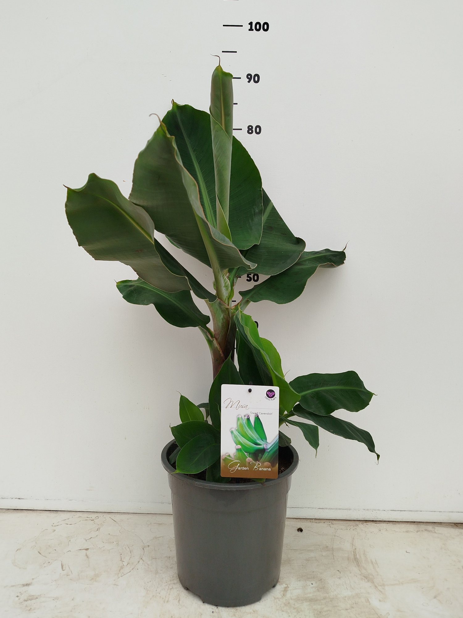 Musa 'Dwarf Cavendish', D 24