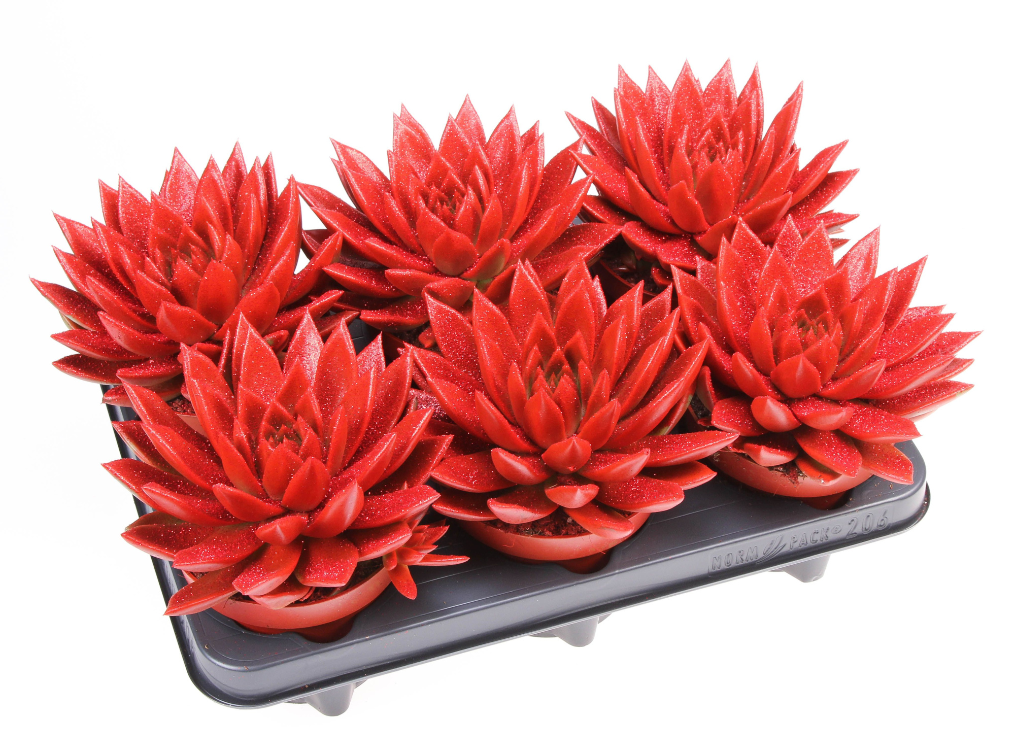 Miranda rood + bio glitter, D 12