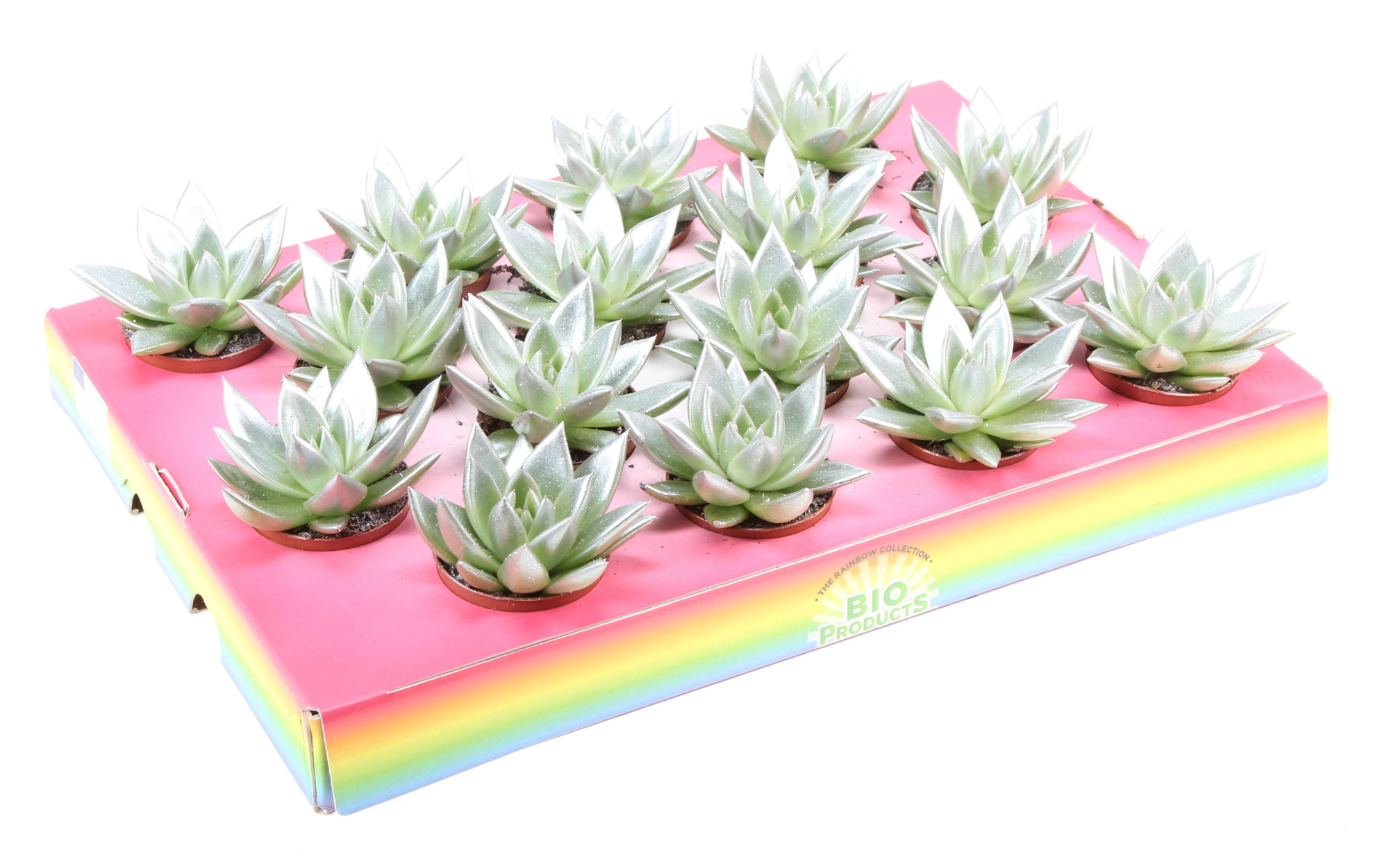 Bio miranda silver glitter, D 6