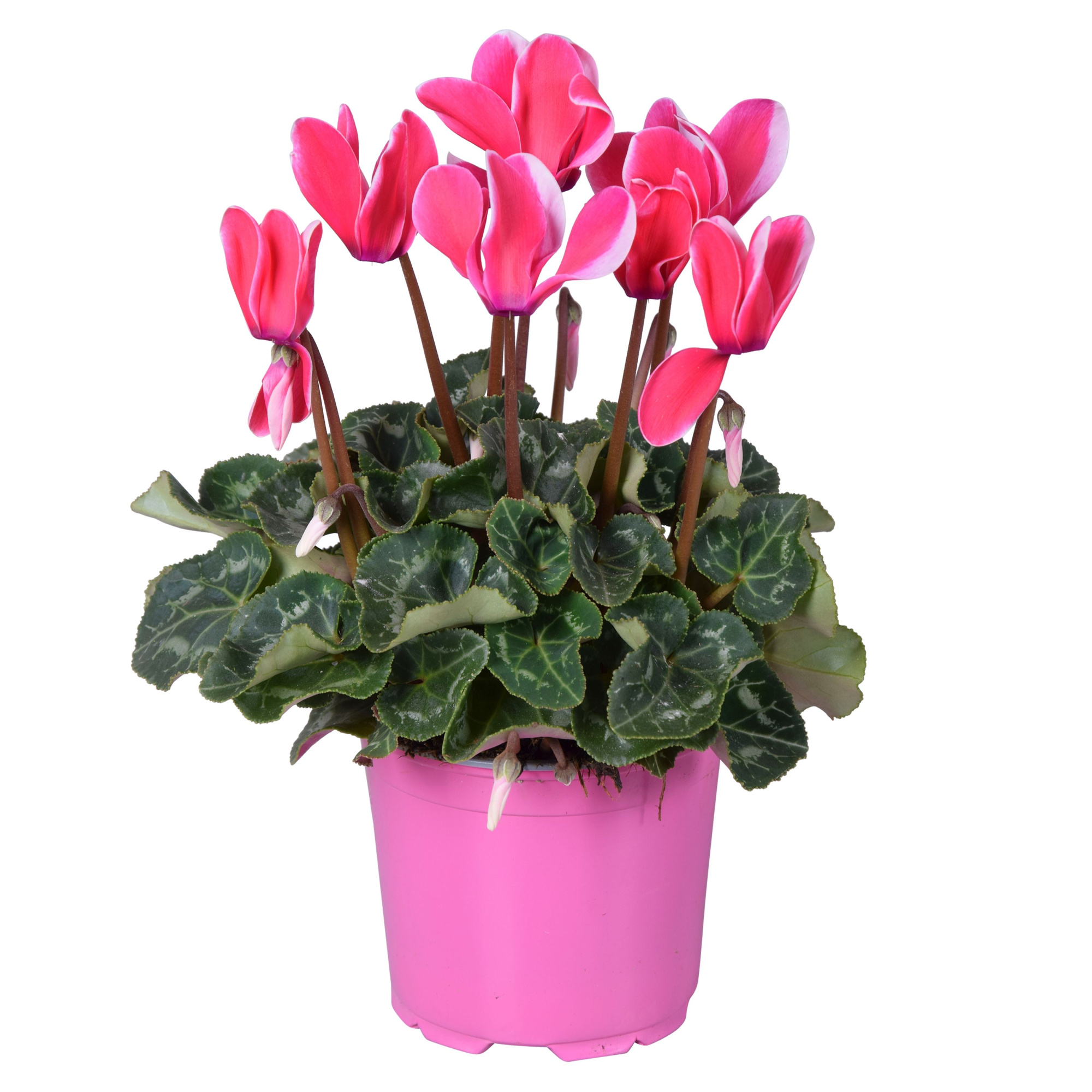 Cyclamen Super Serie Allure in Ton sur Ton kweekpot Fuji pink, D 12