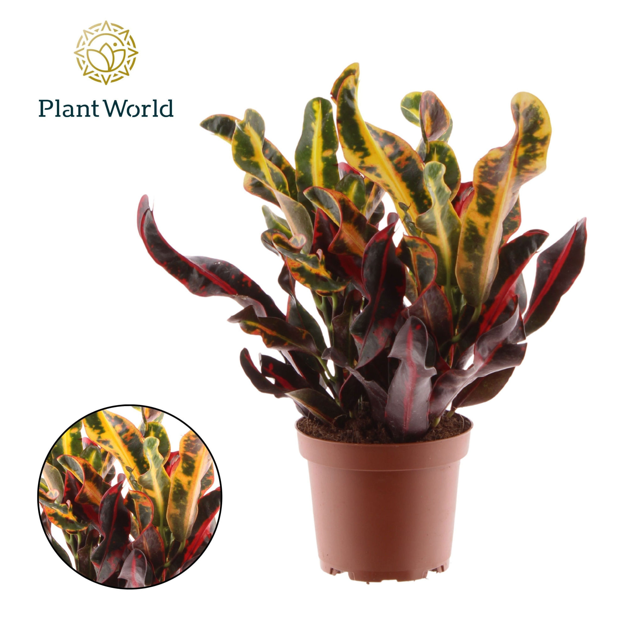 Croton Mammi 3pp kopstek, D 12