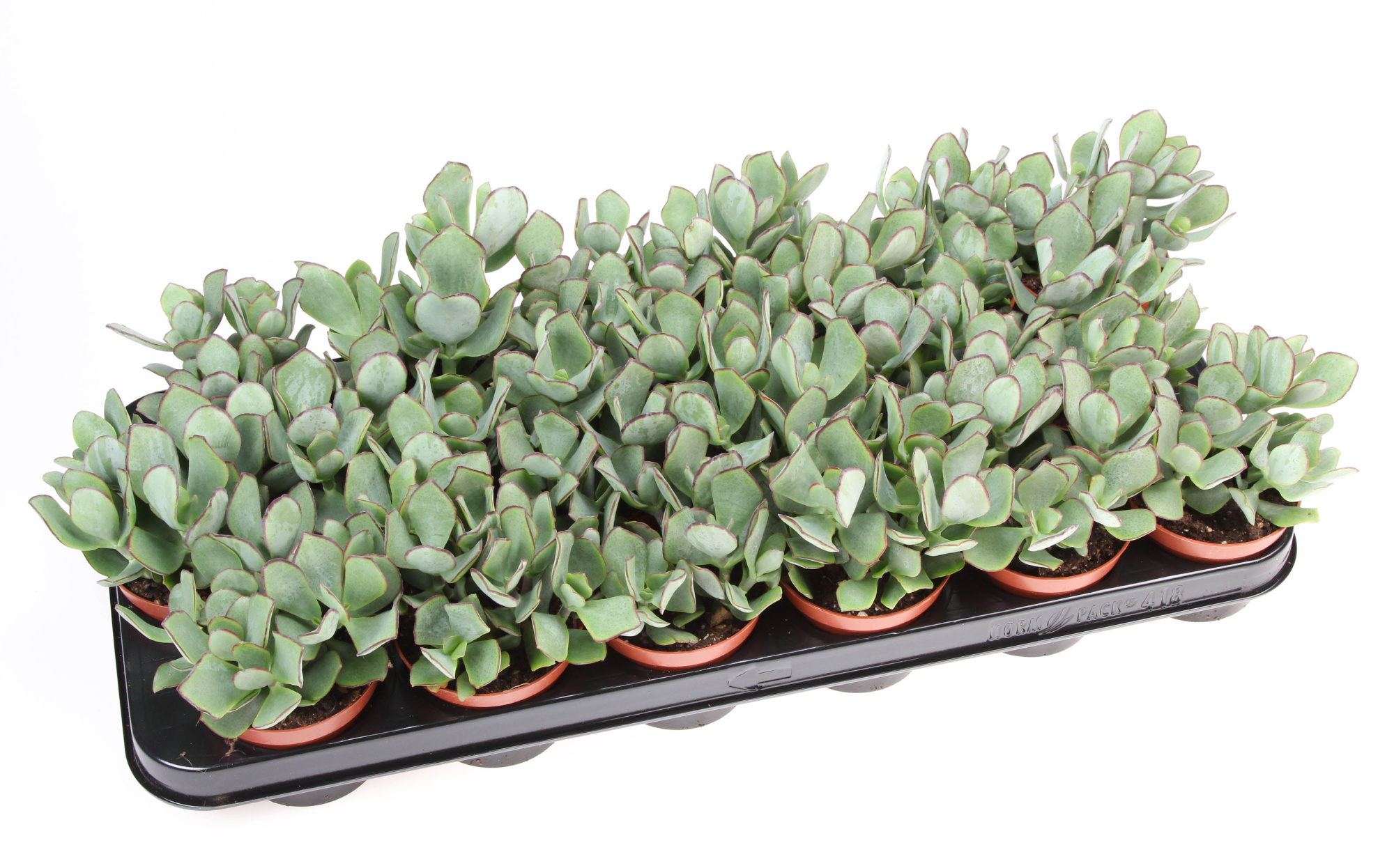 Crassula Aborescens, D 8,5