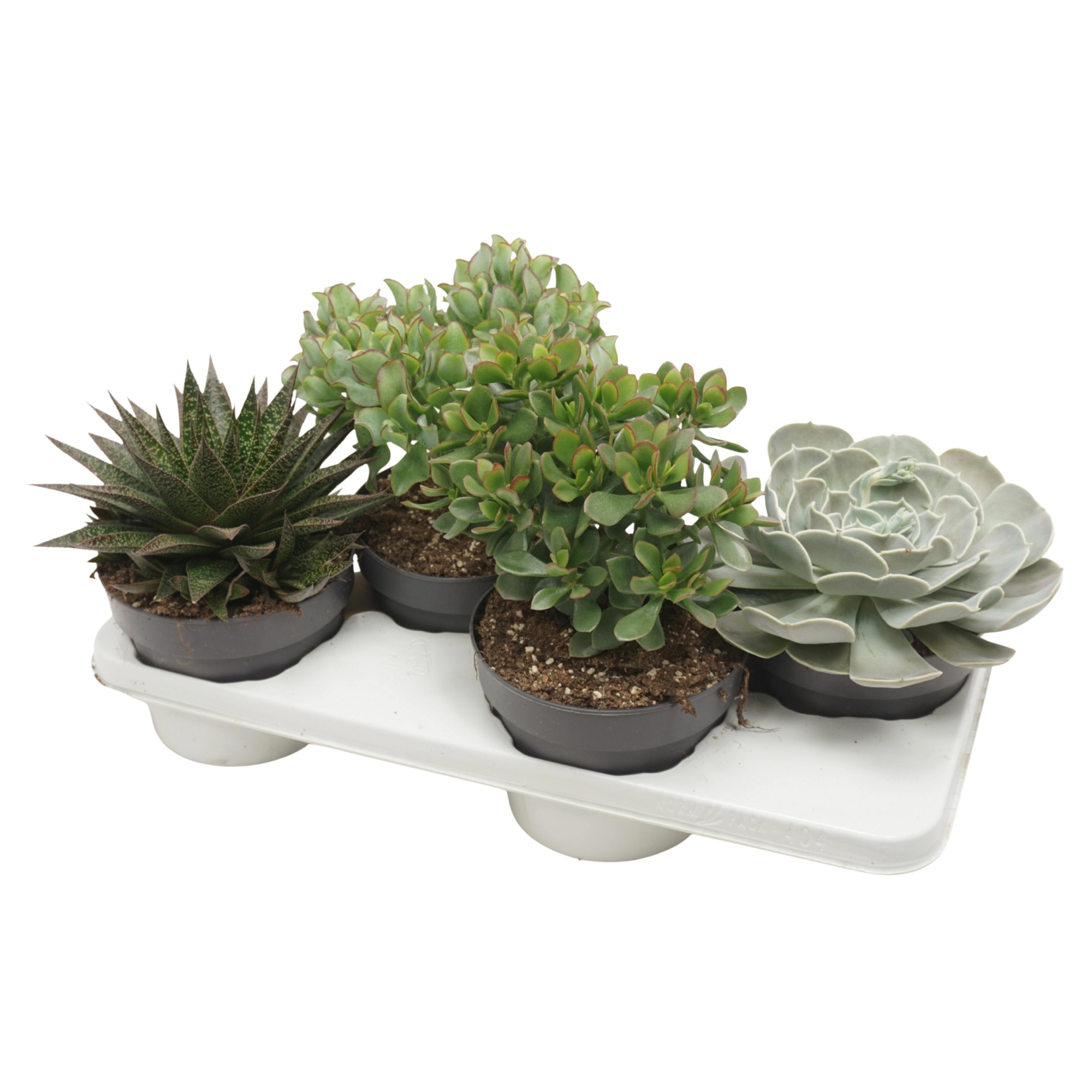 CITES FREE - Succulenten mix 17 cm, D 17
