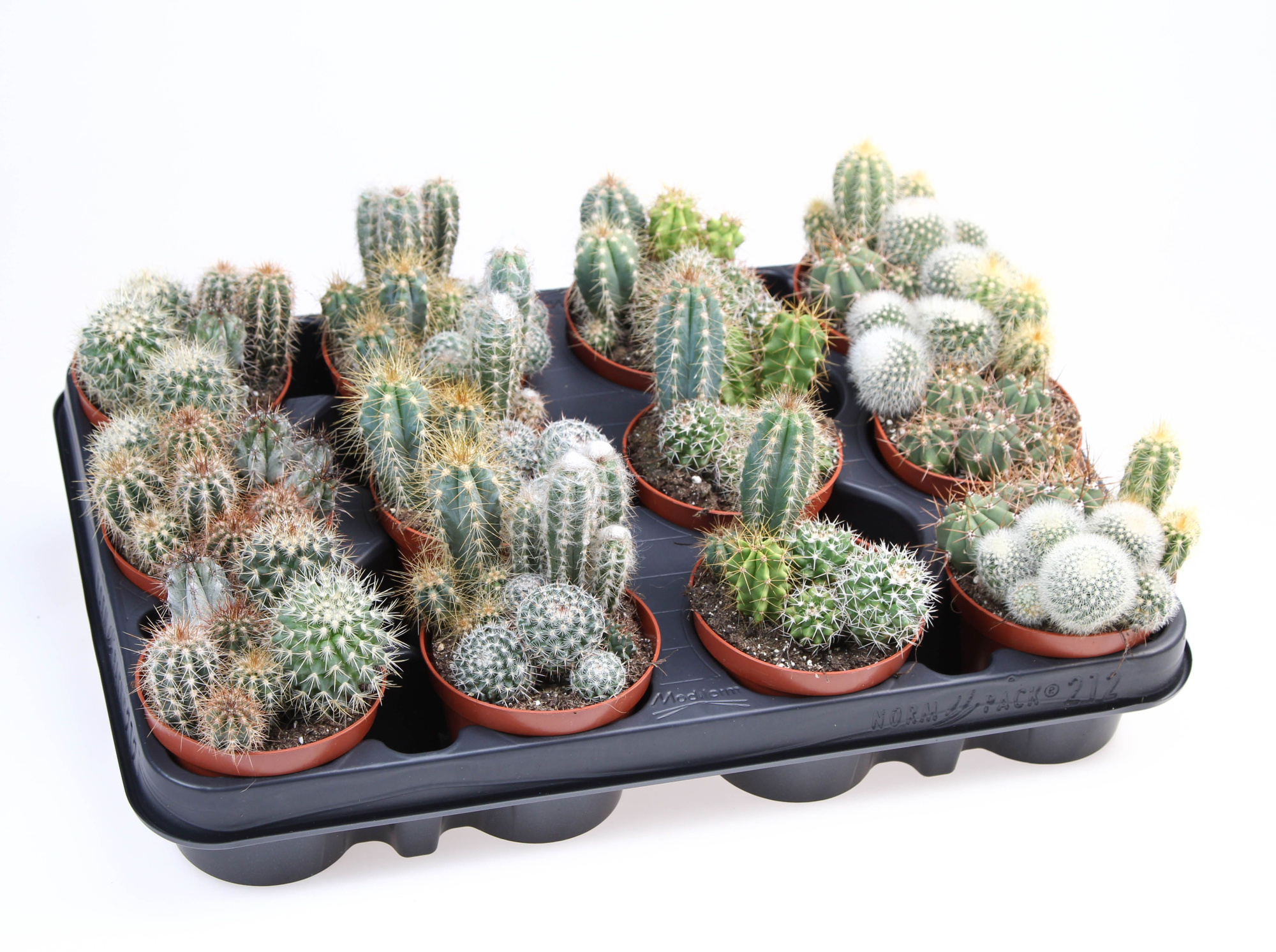 cactus mix trio, D 8,5