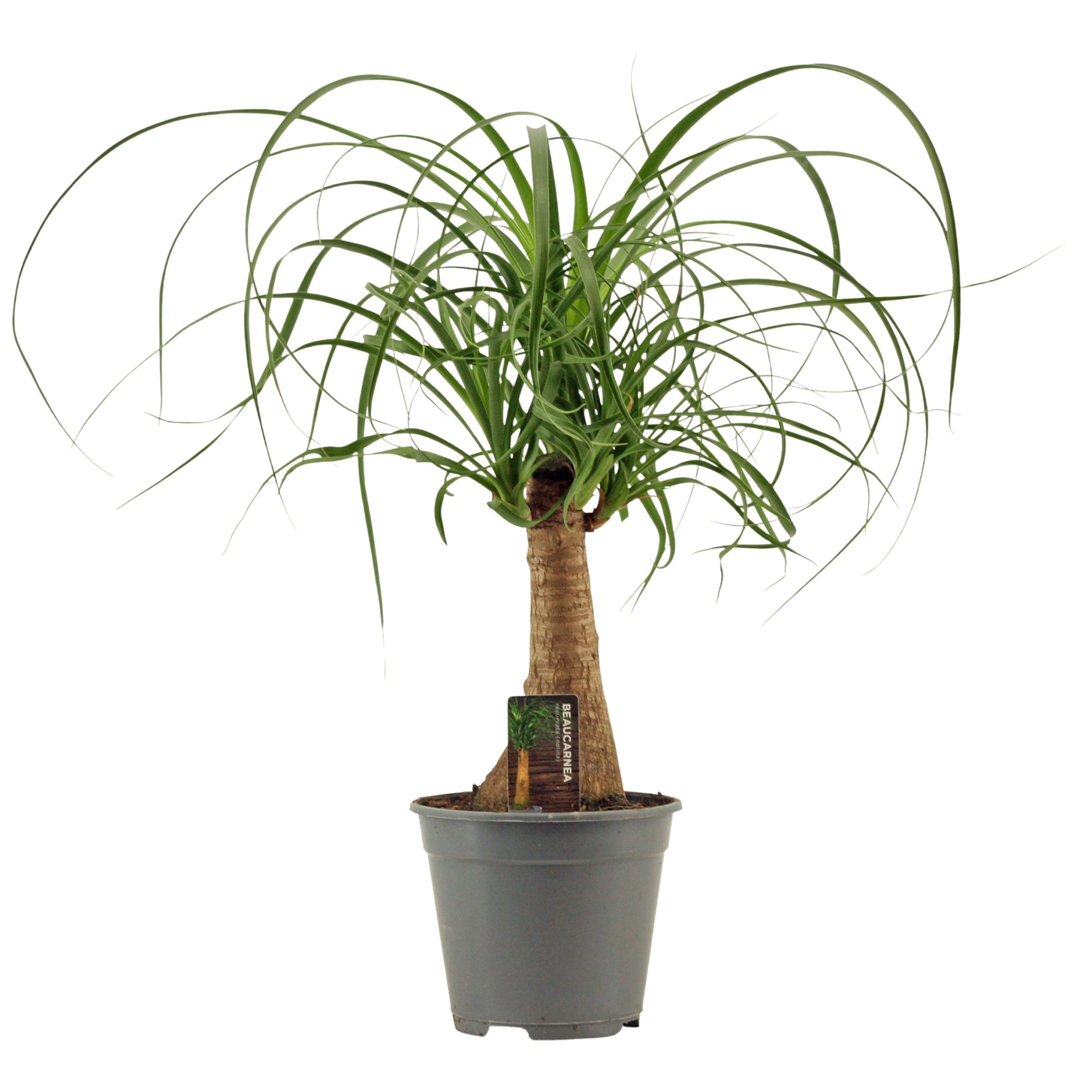 Beaucarnea Recht 14 cm, D 14