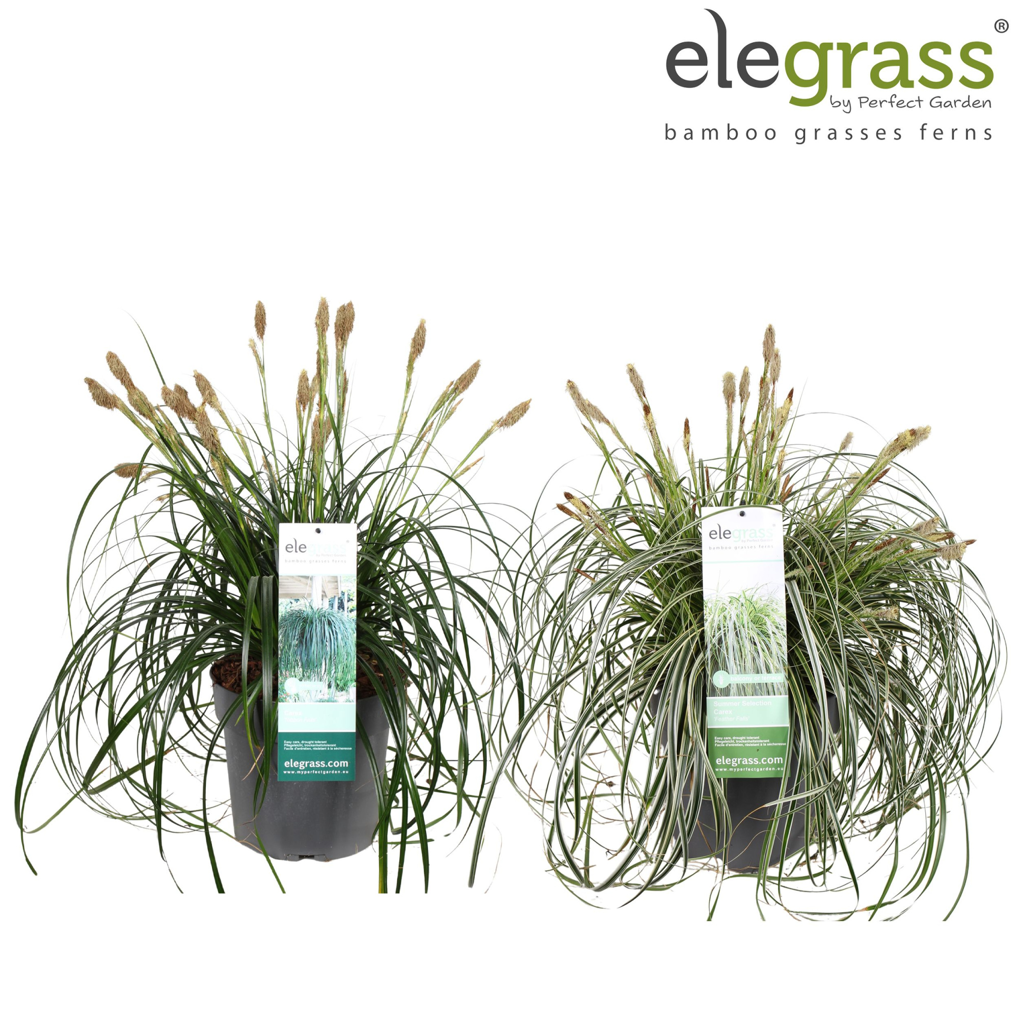 Carex mix laag P23 los, D 23