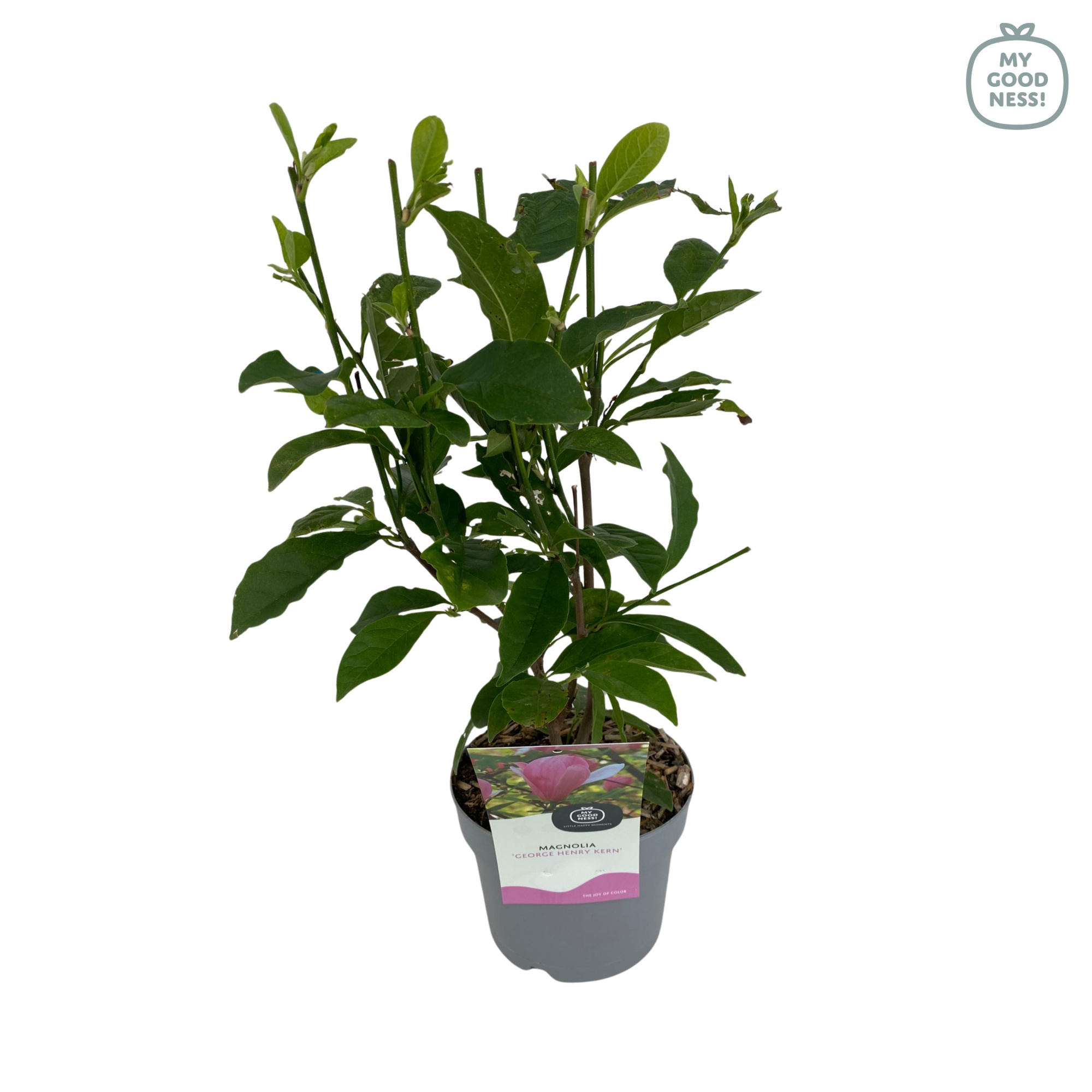 Magnolia p17 'George Henry Kern', D 17