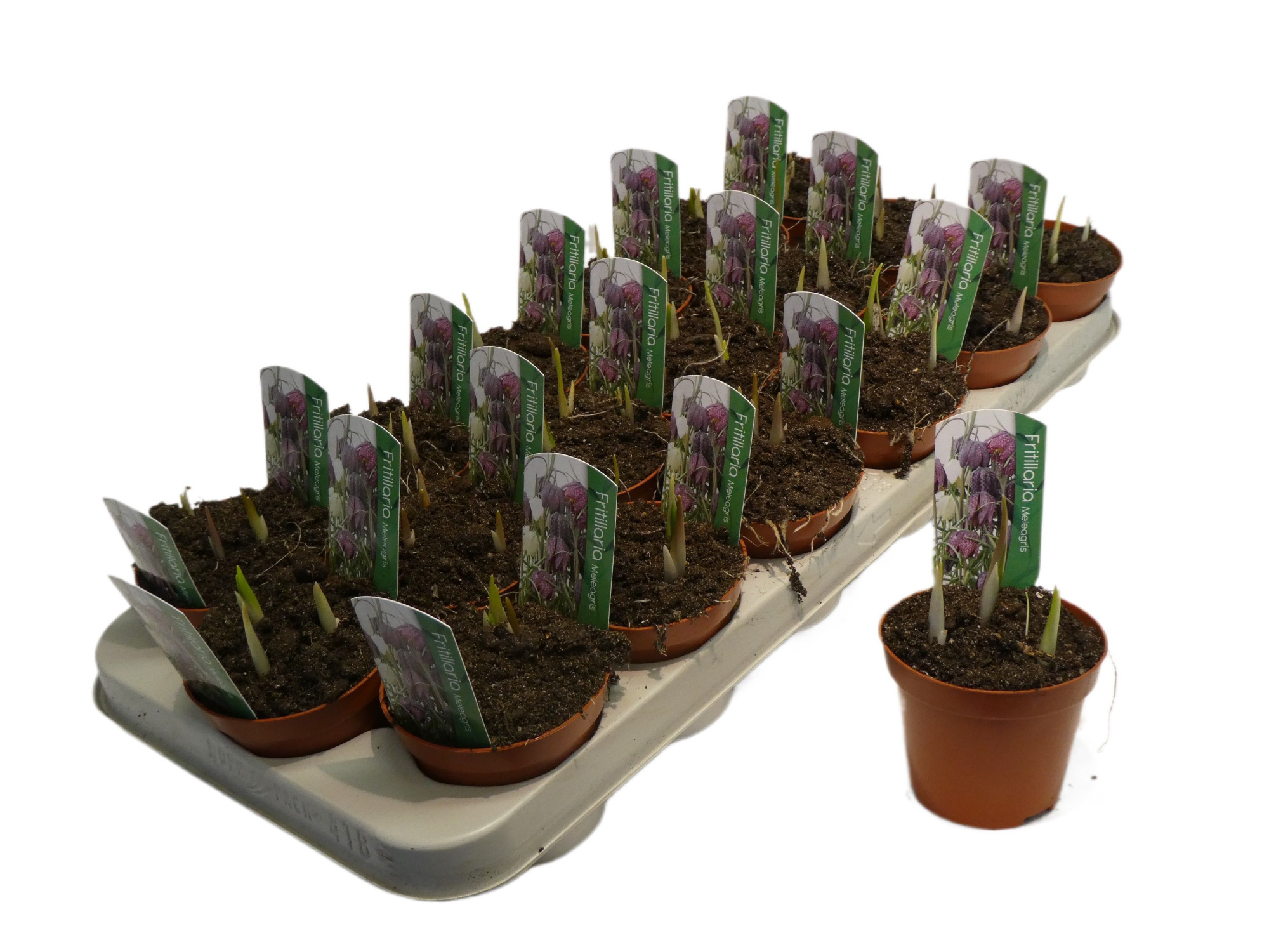 Fritillaria meleagris, D 9