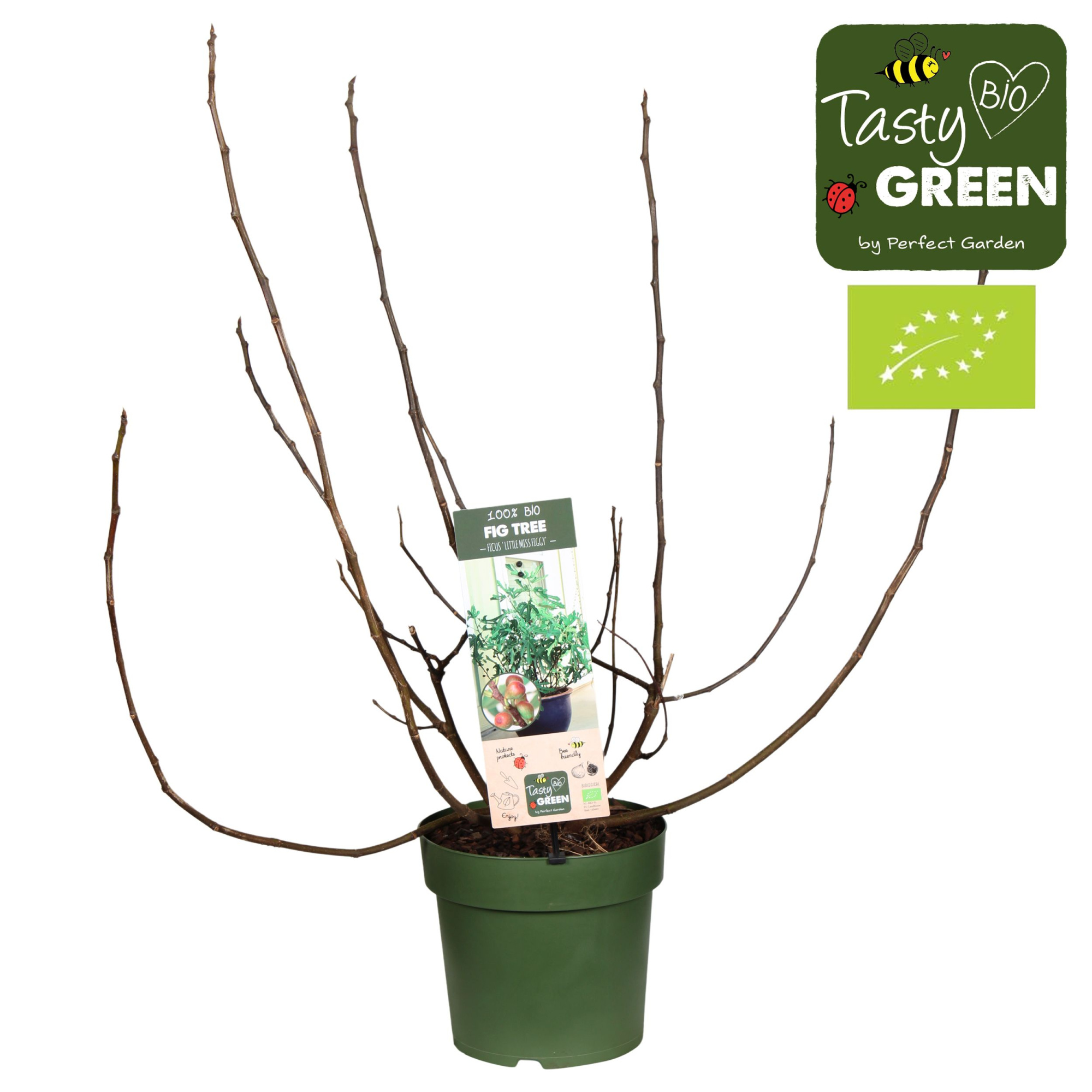 Ficus carica 'Little Miss Figgy' Patio Bio P23, D 23