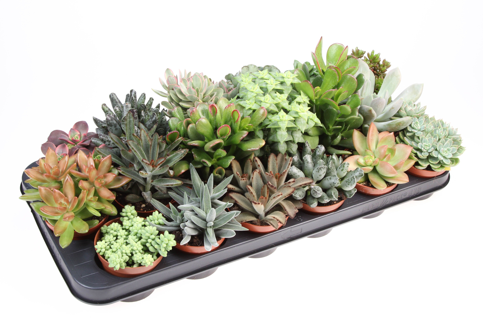 Succulenten mix, D 8,5