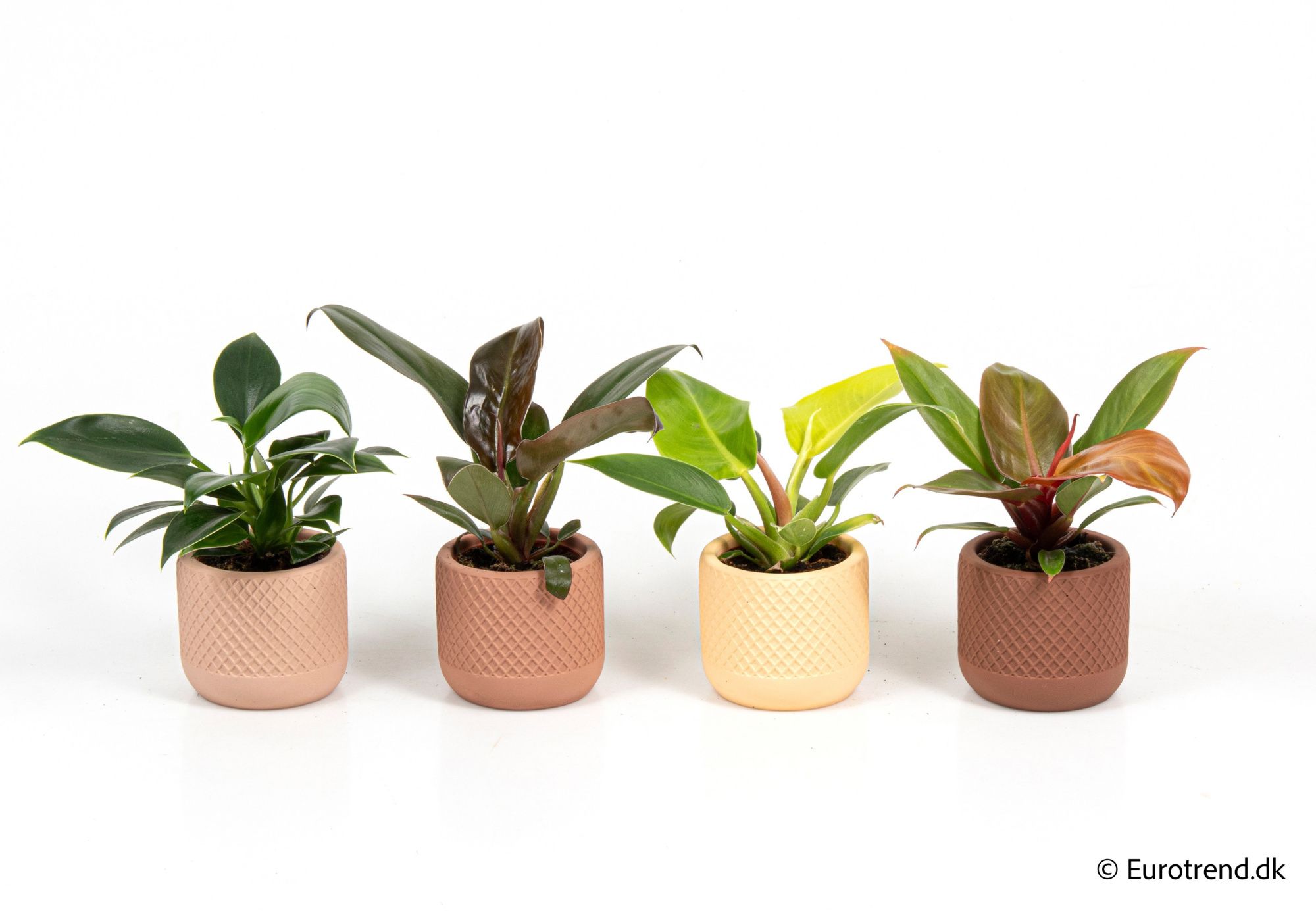 Philodendron mix in New Look ceramic 2026, D 6